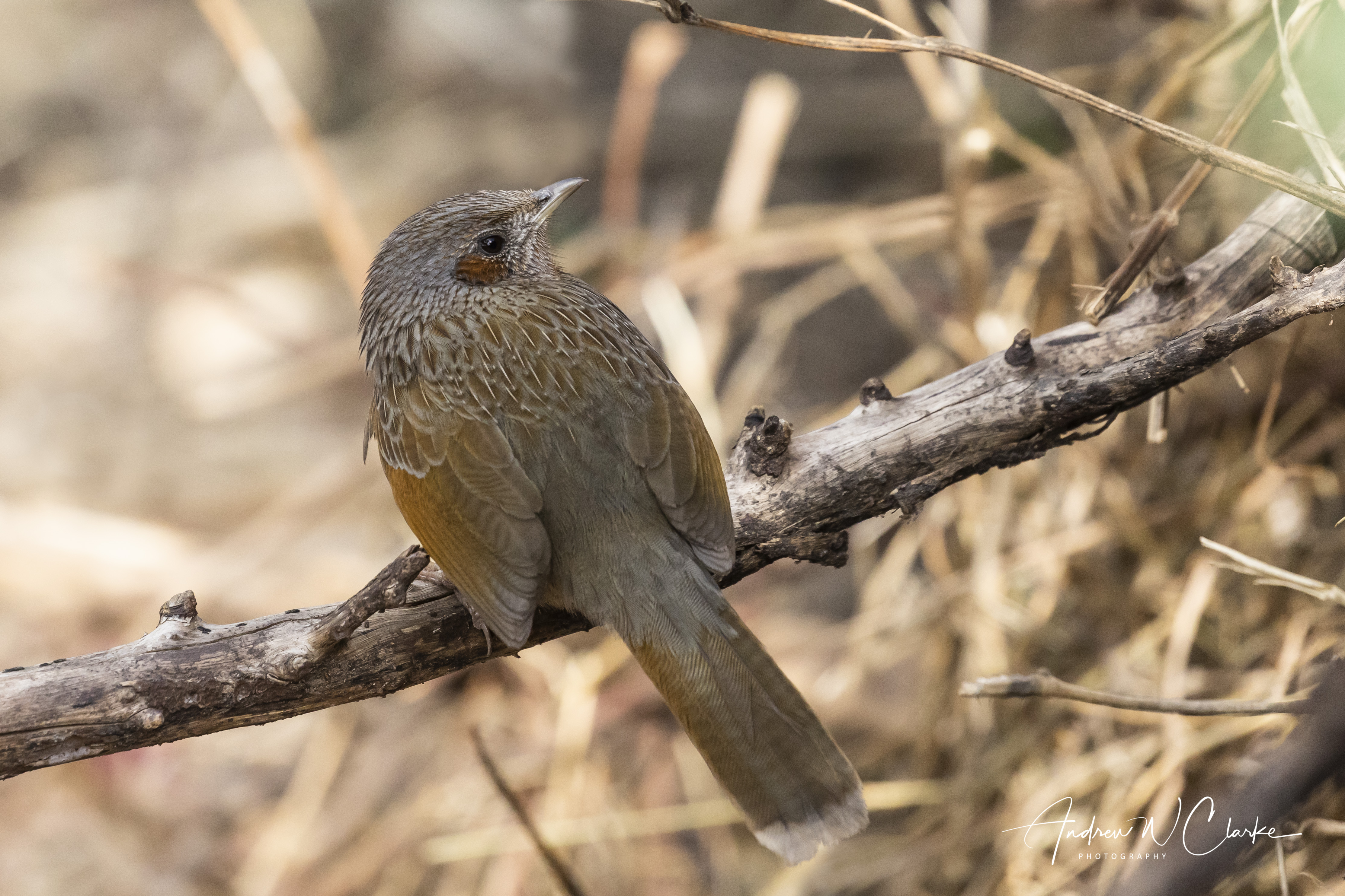Streaked Laughingthrush