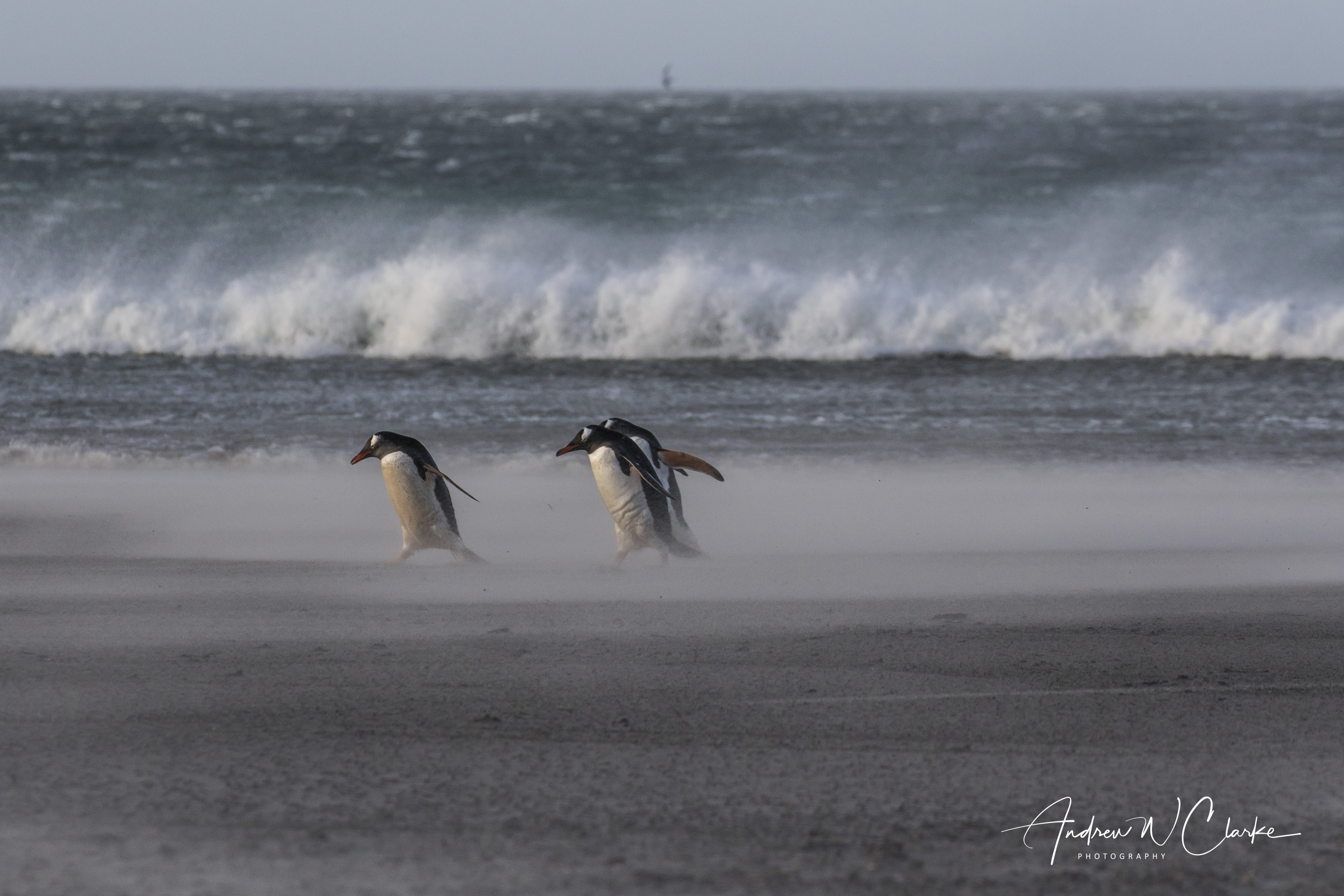 Gentoo Penguin