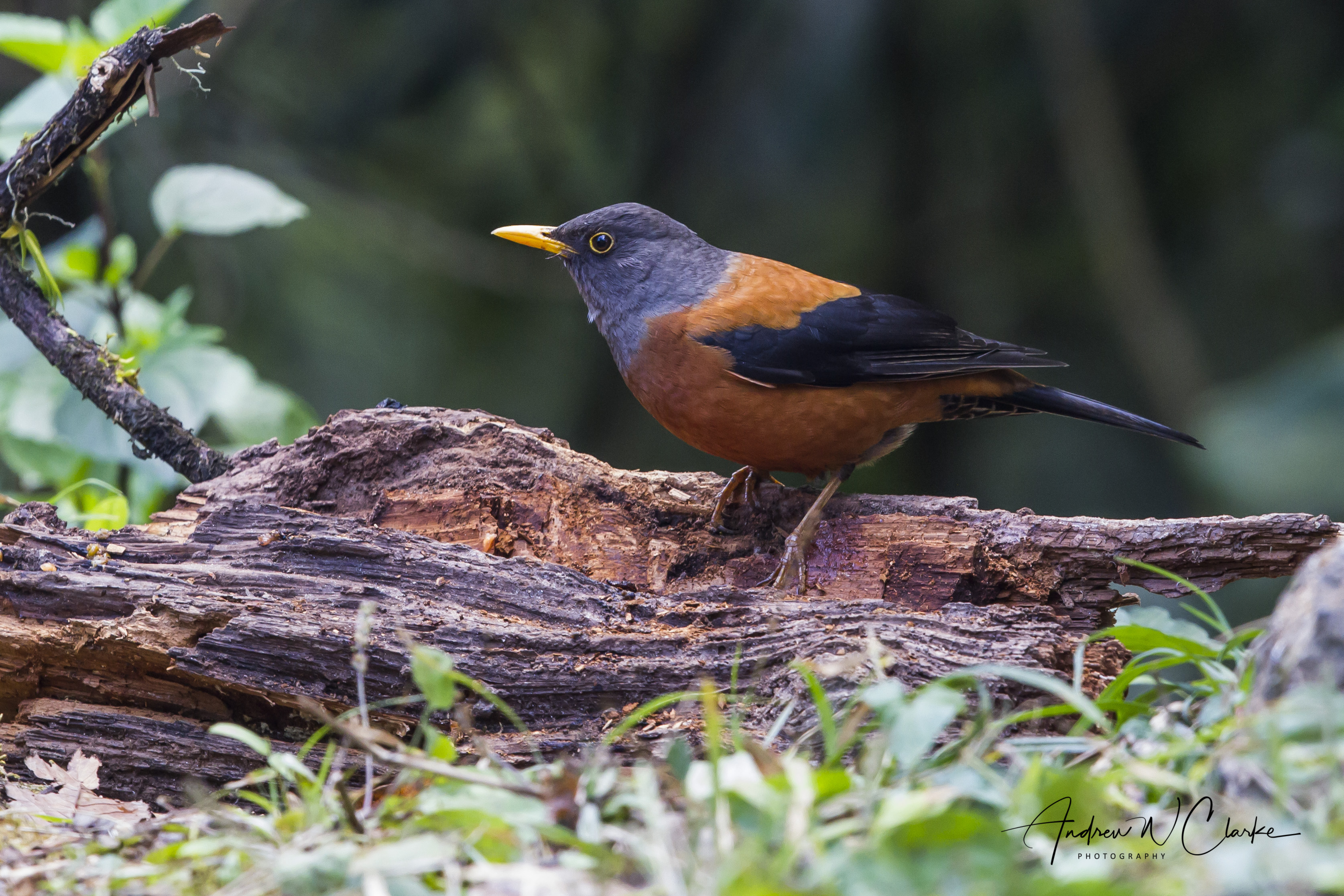 Chestnut Thrush