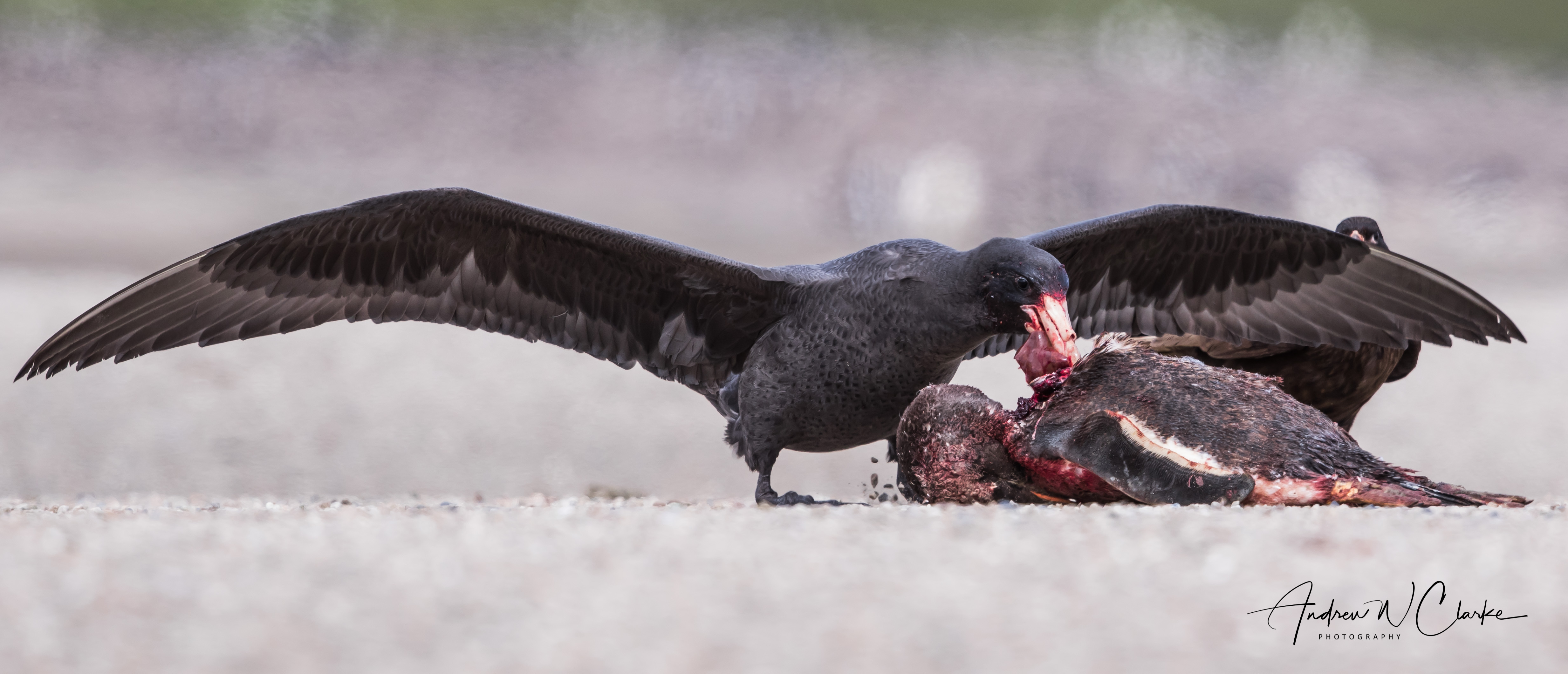 Southern Giant Petrel