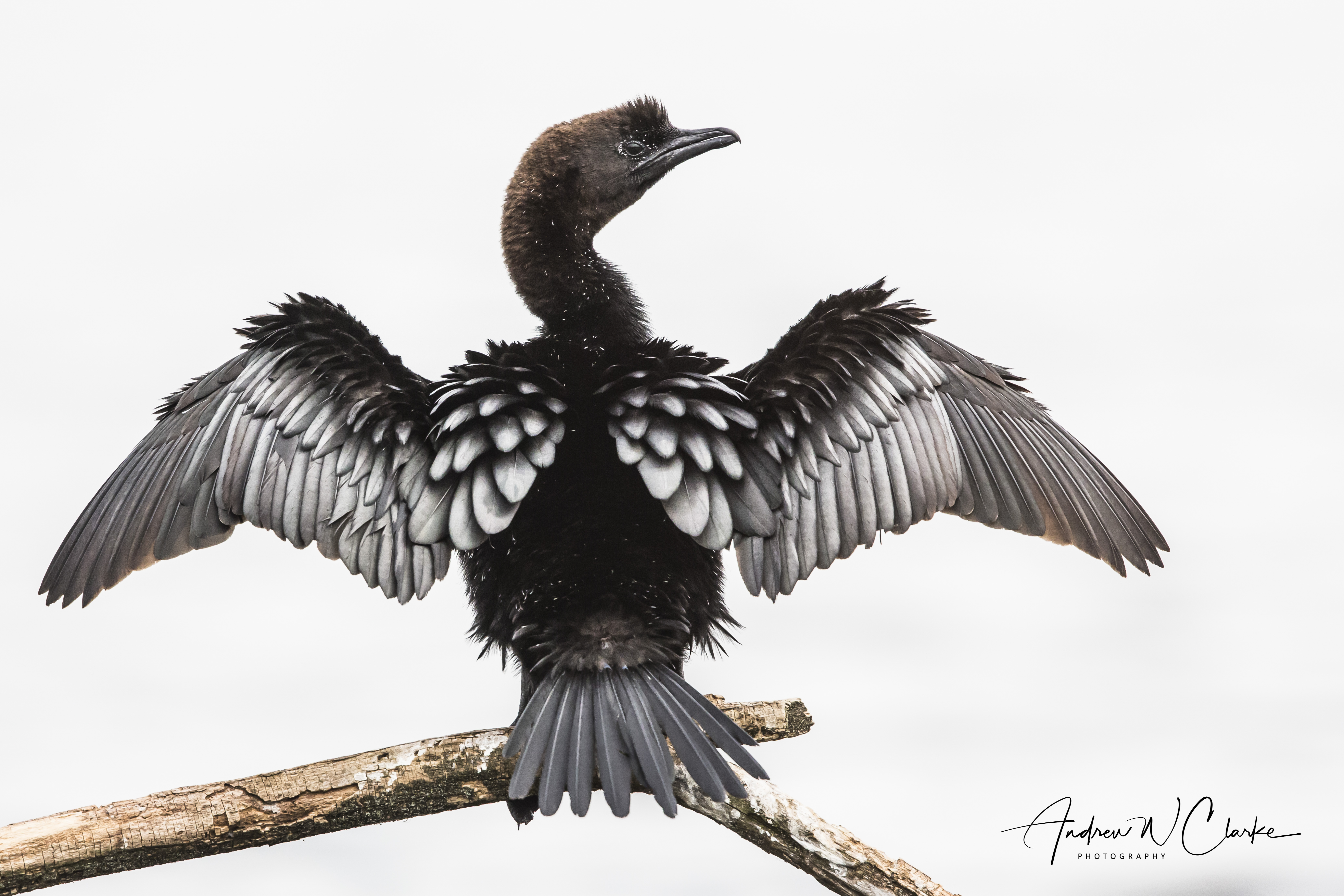 Pygmy Cormorant