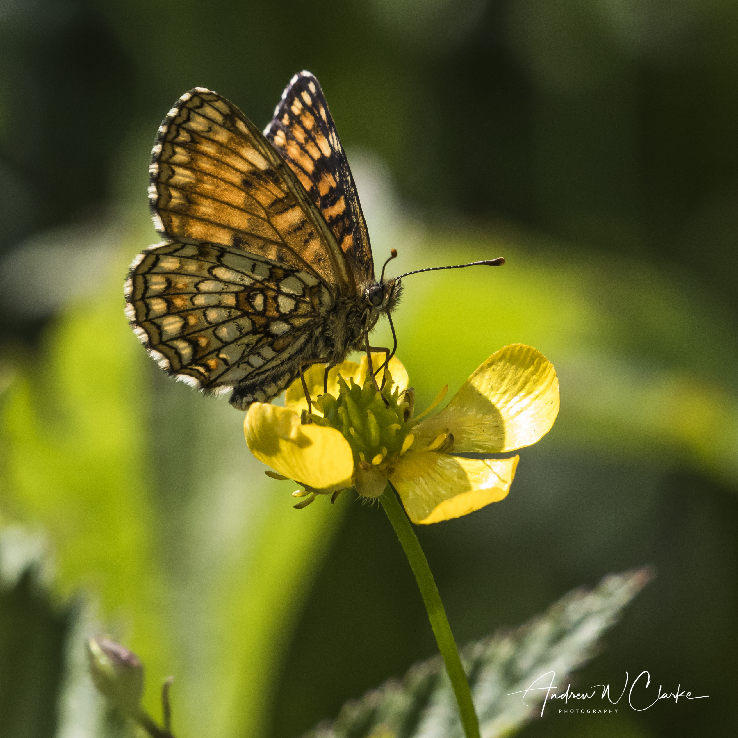 False Heath Fritillary