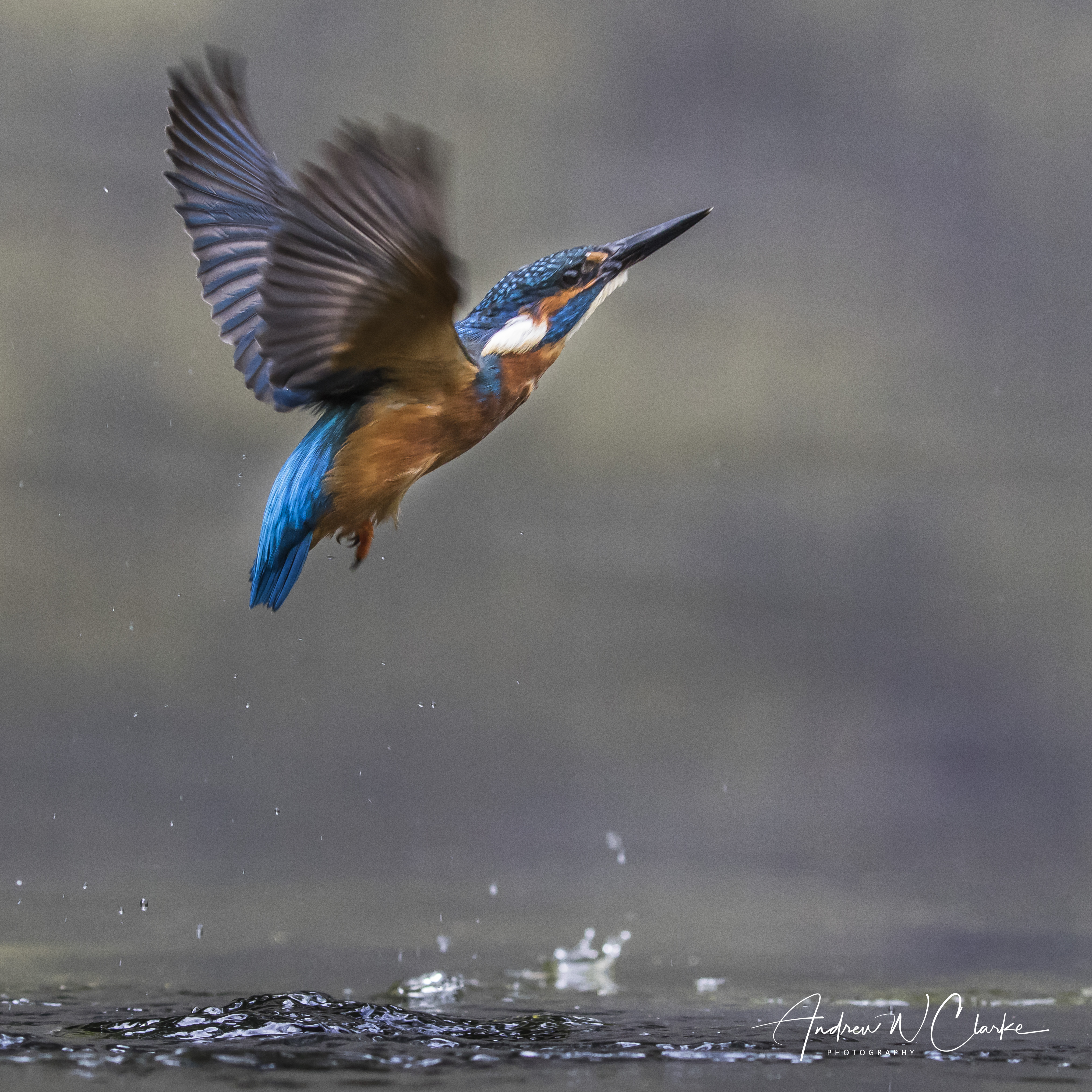 Common Kingfisher