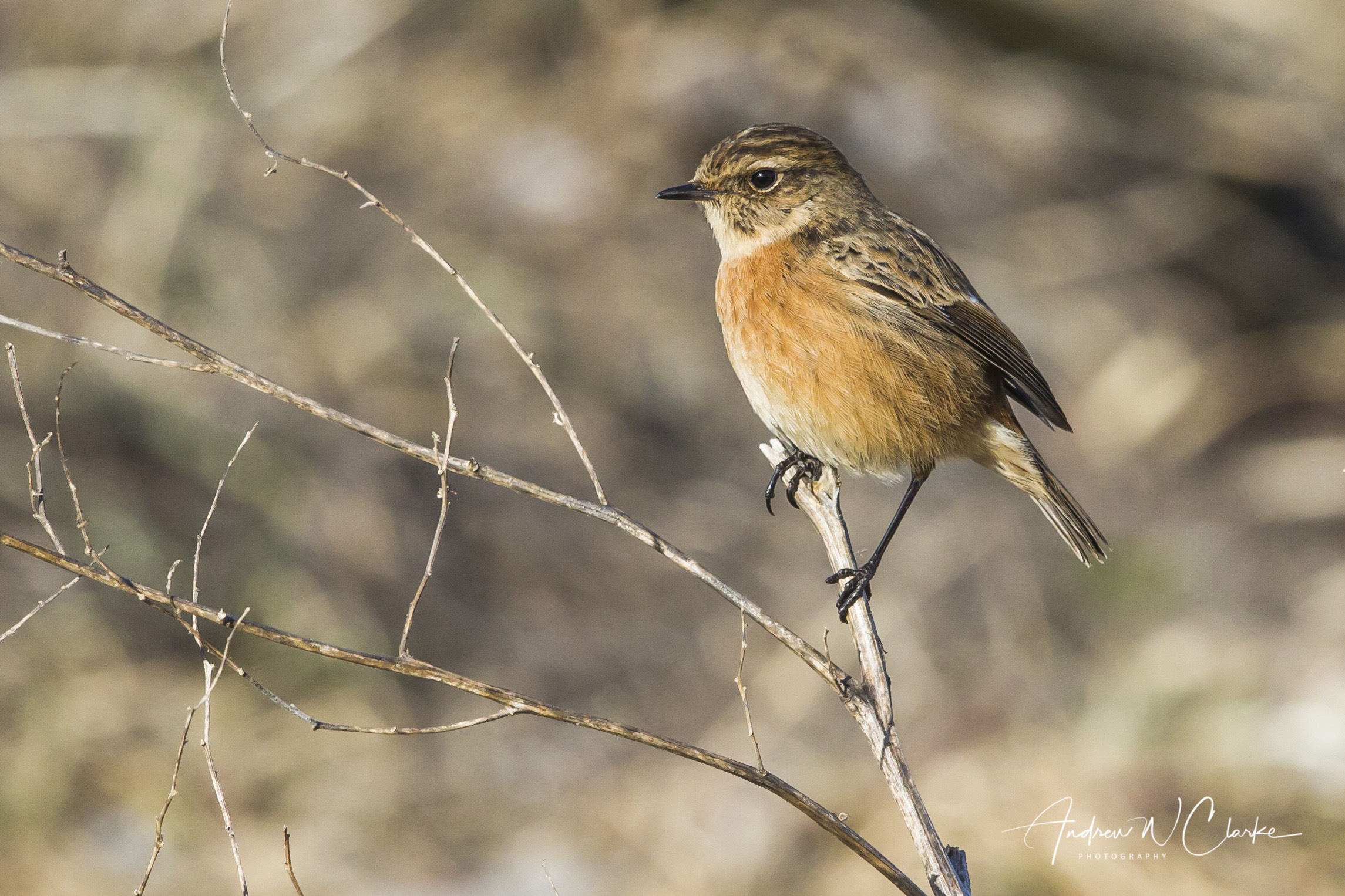 European Stonechat / Svartstrupe