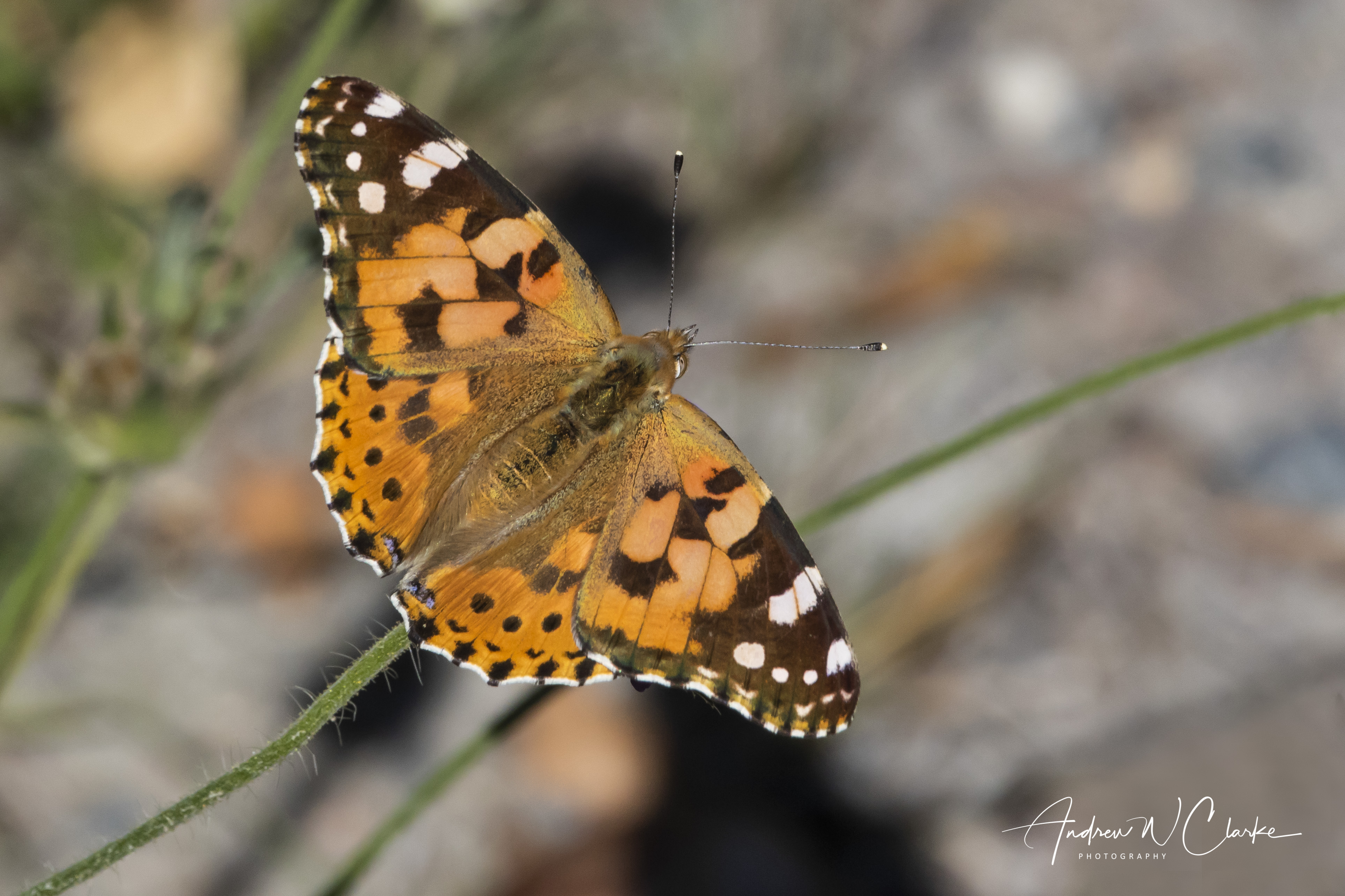 Painted Lady