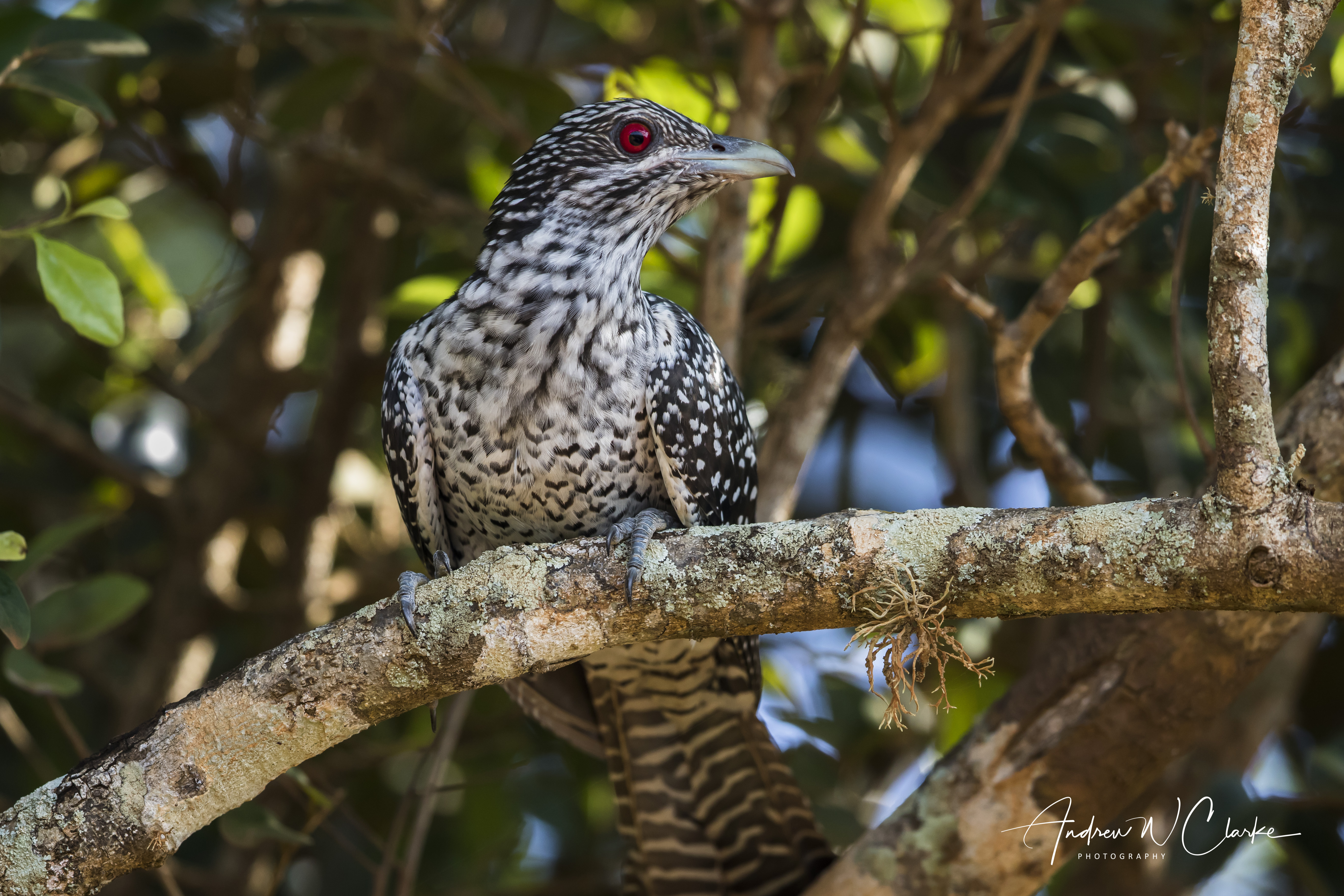 Asian Koel