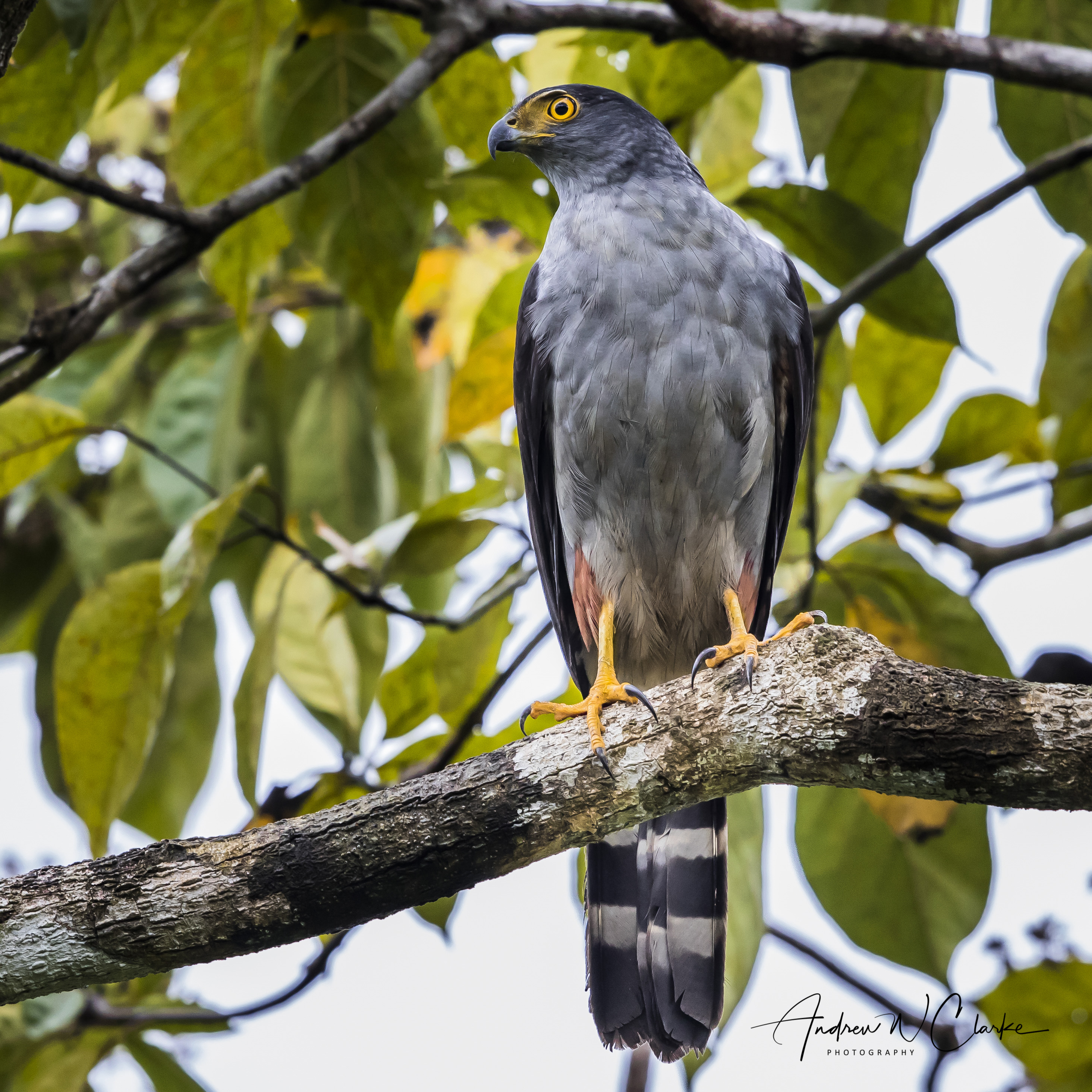 Bicolored Hawk