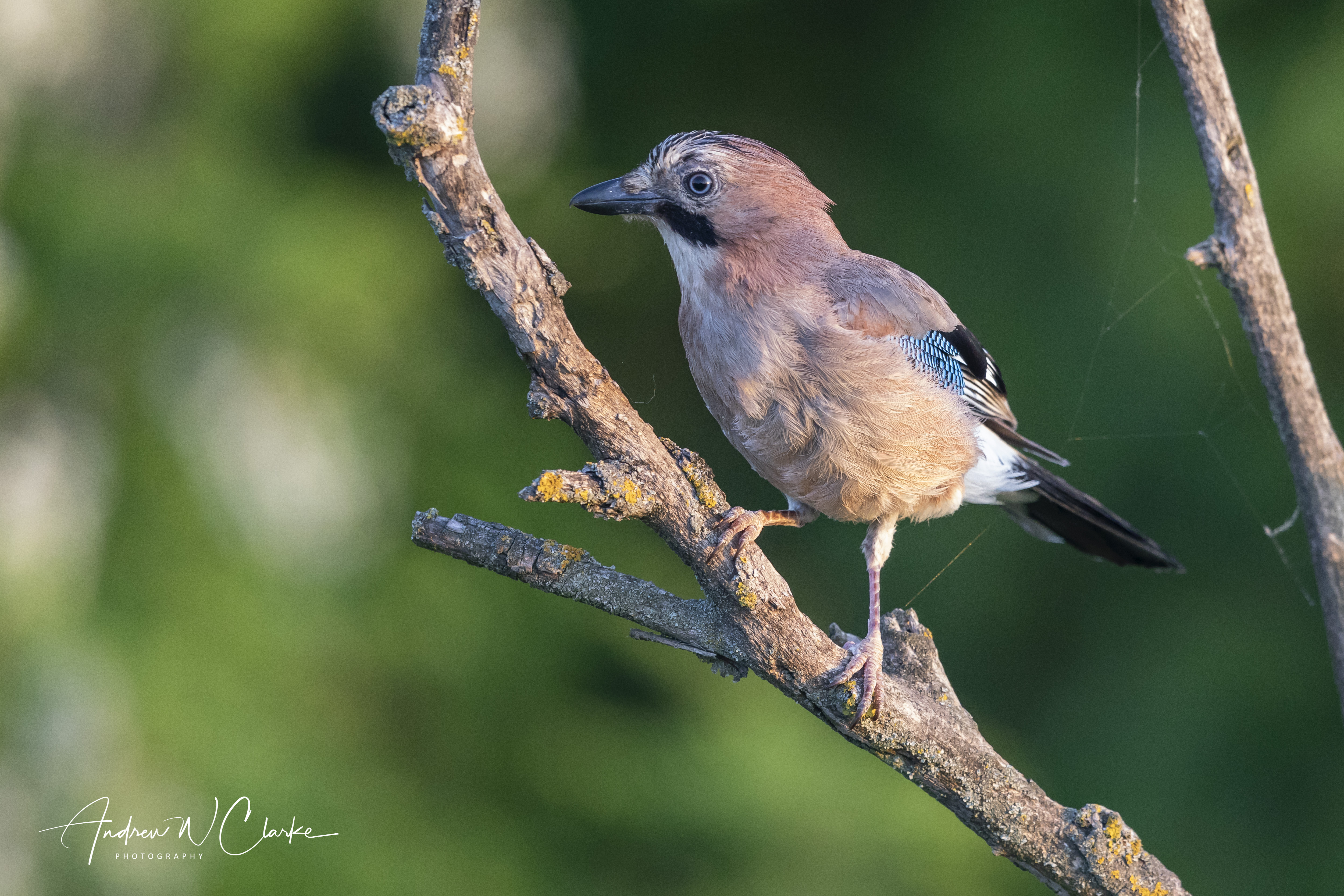 Eurasian Jay