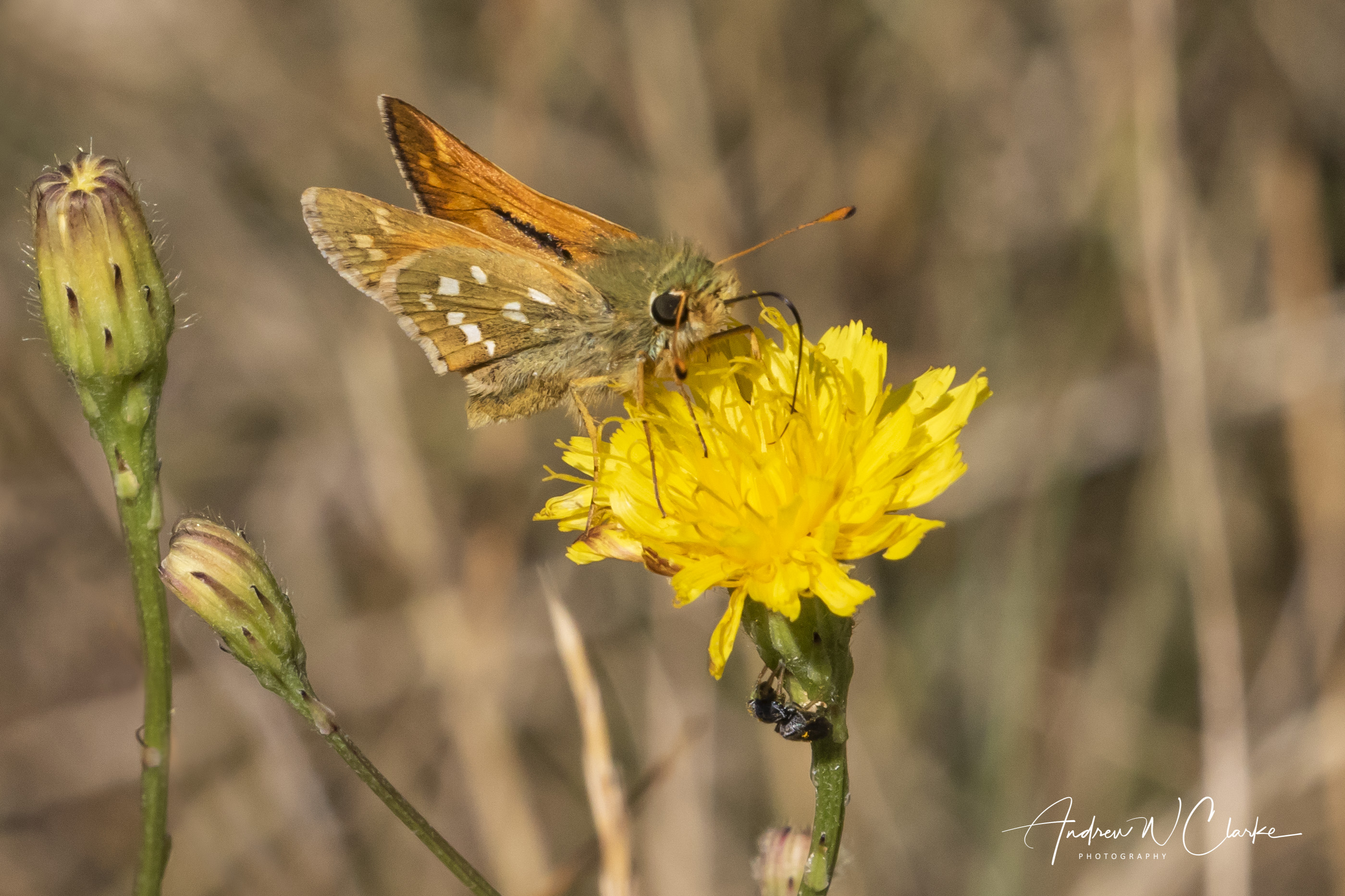 Silver-spotted Skipper