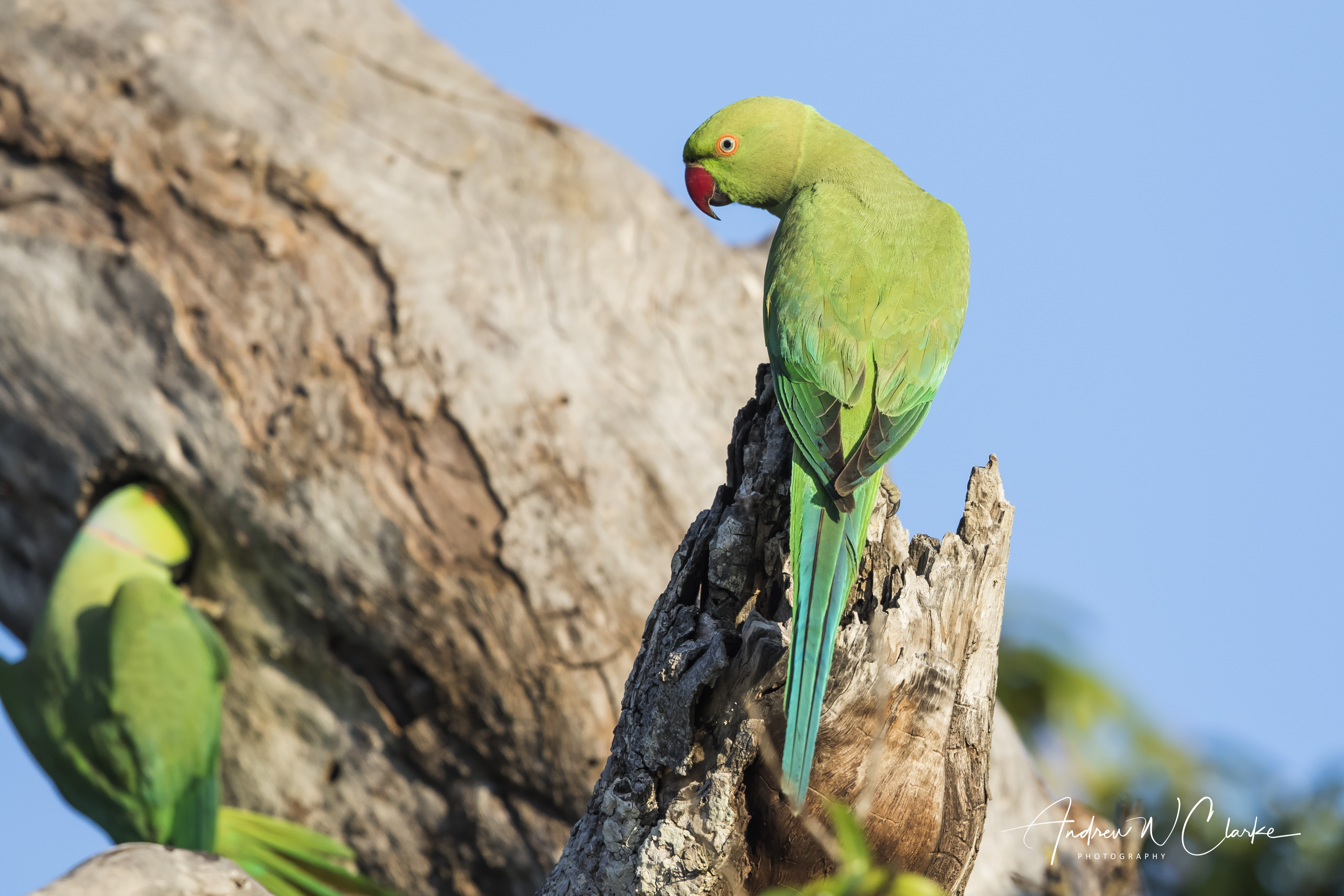 Rose-ringed Parakeet