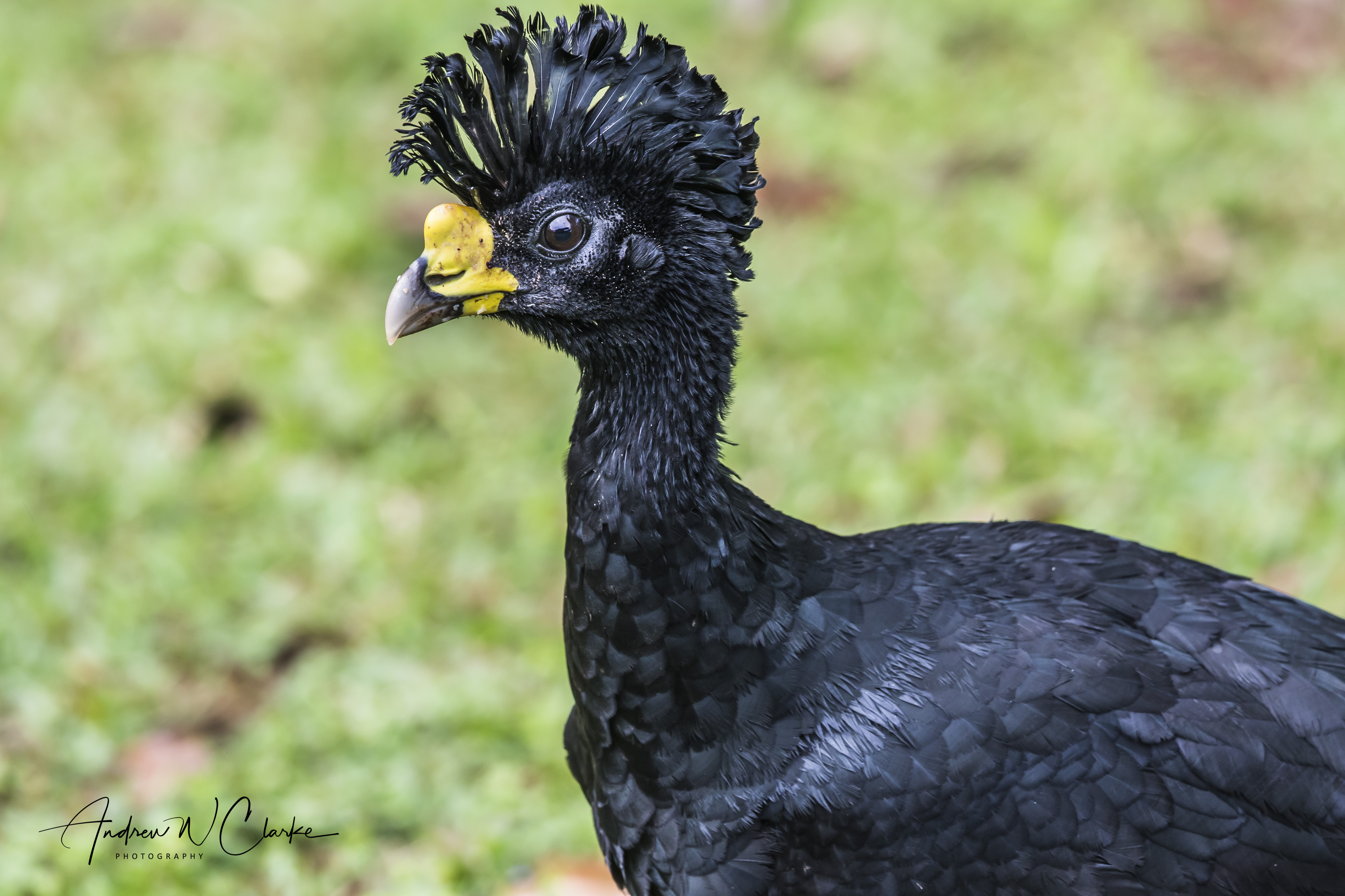 Great Curassow