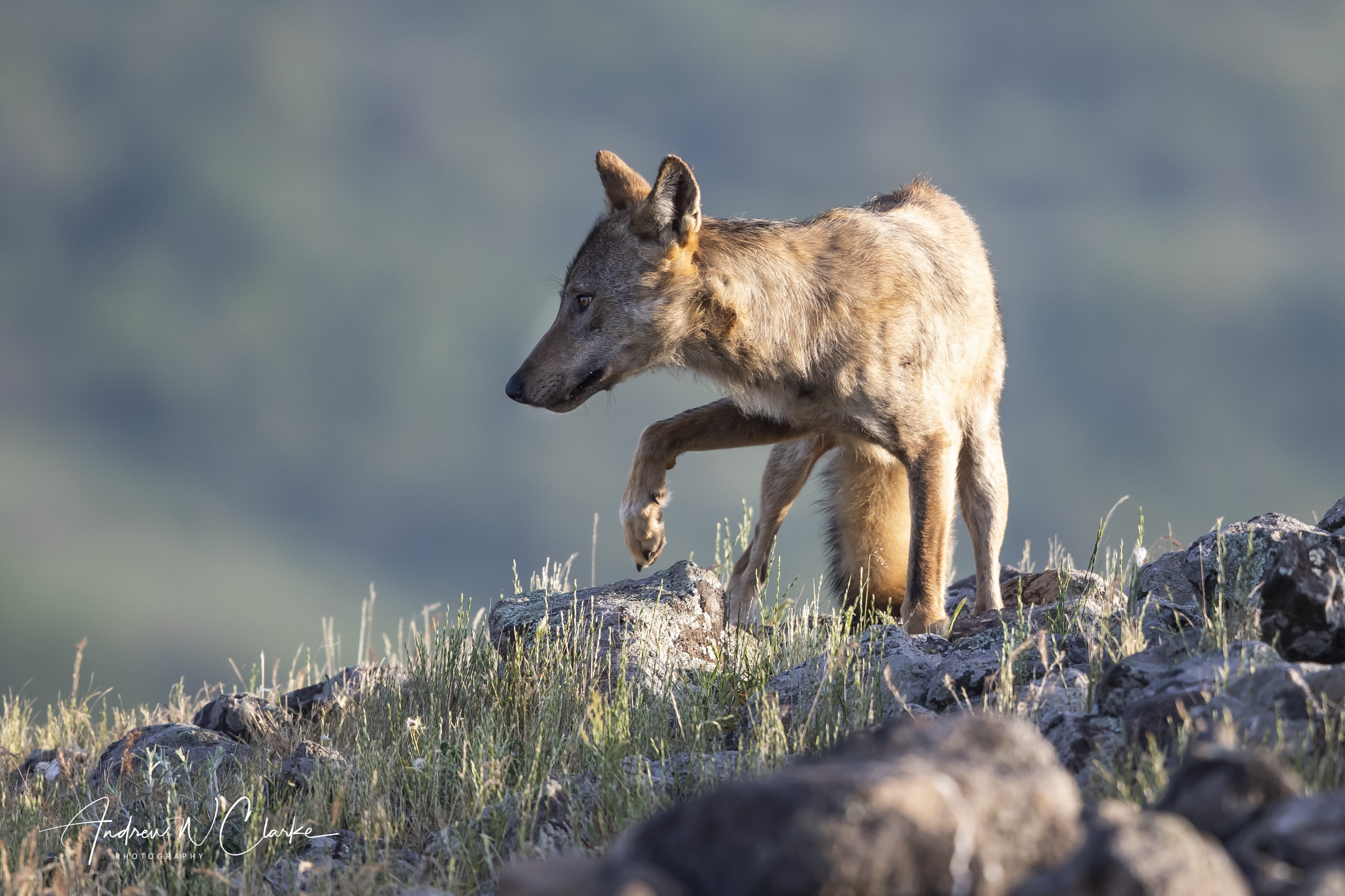 Gray Wolf
