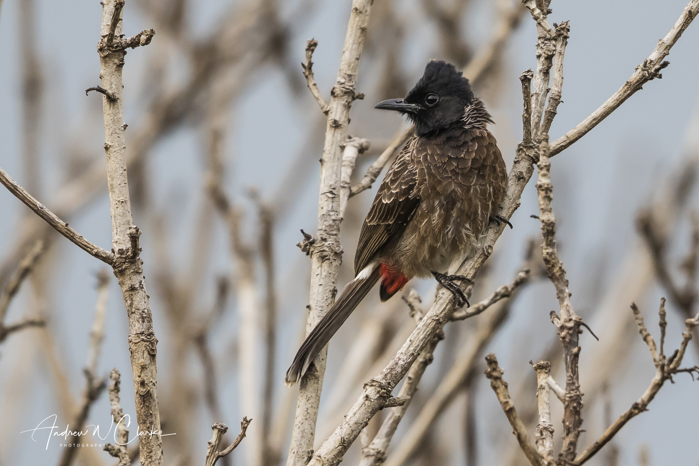 Red-vented Bulbul