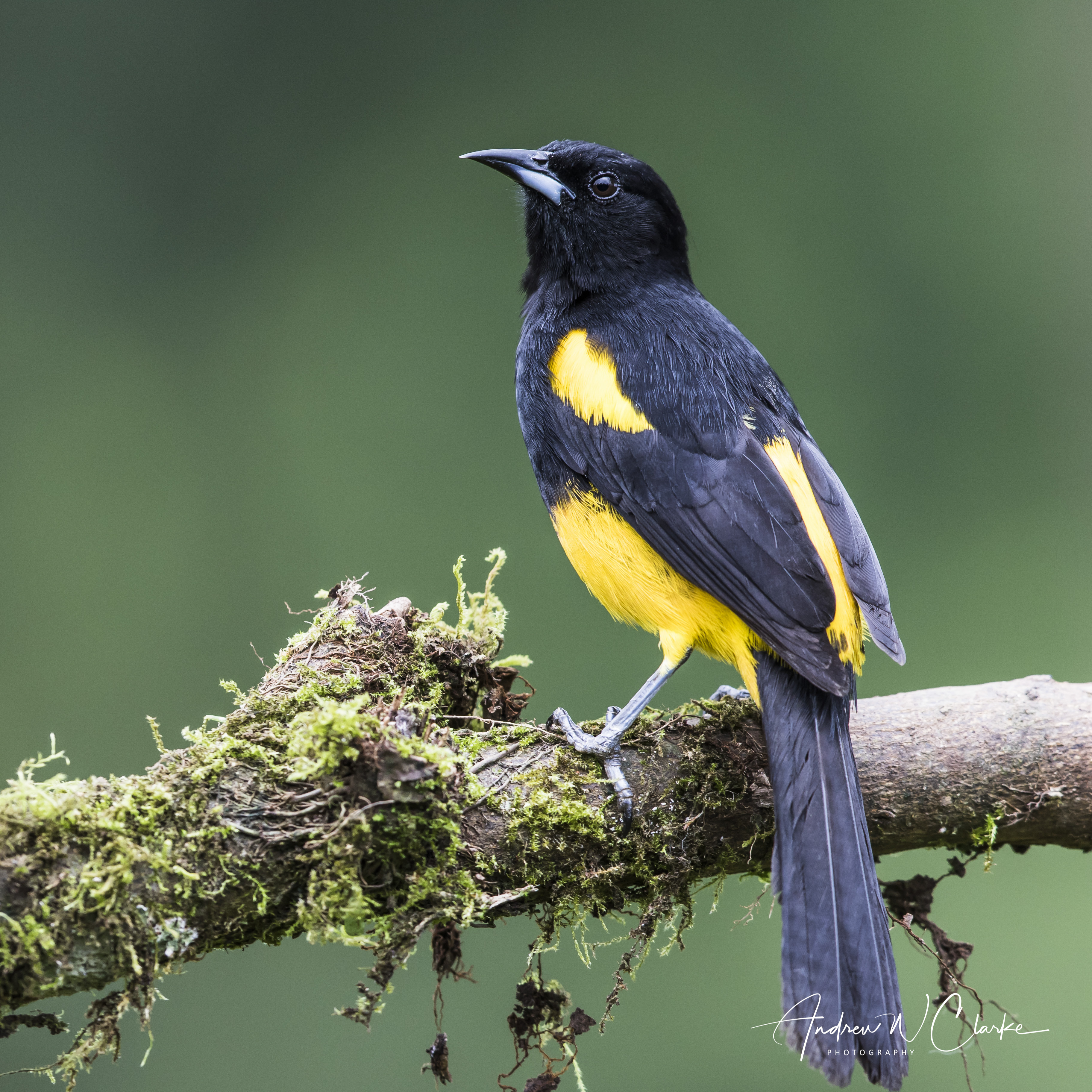 Black-cowled Oriole