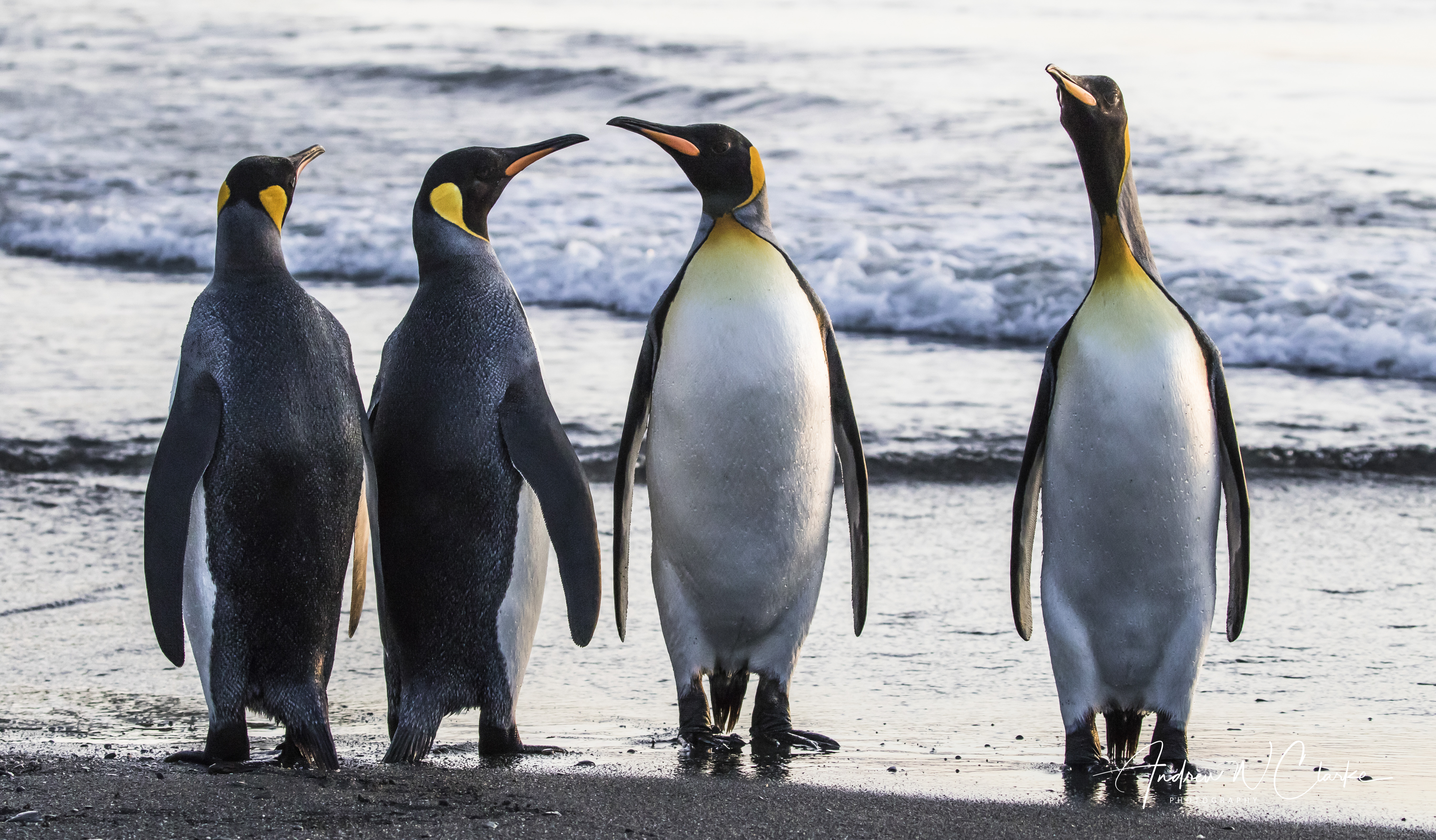 King Penguin
