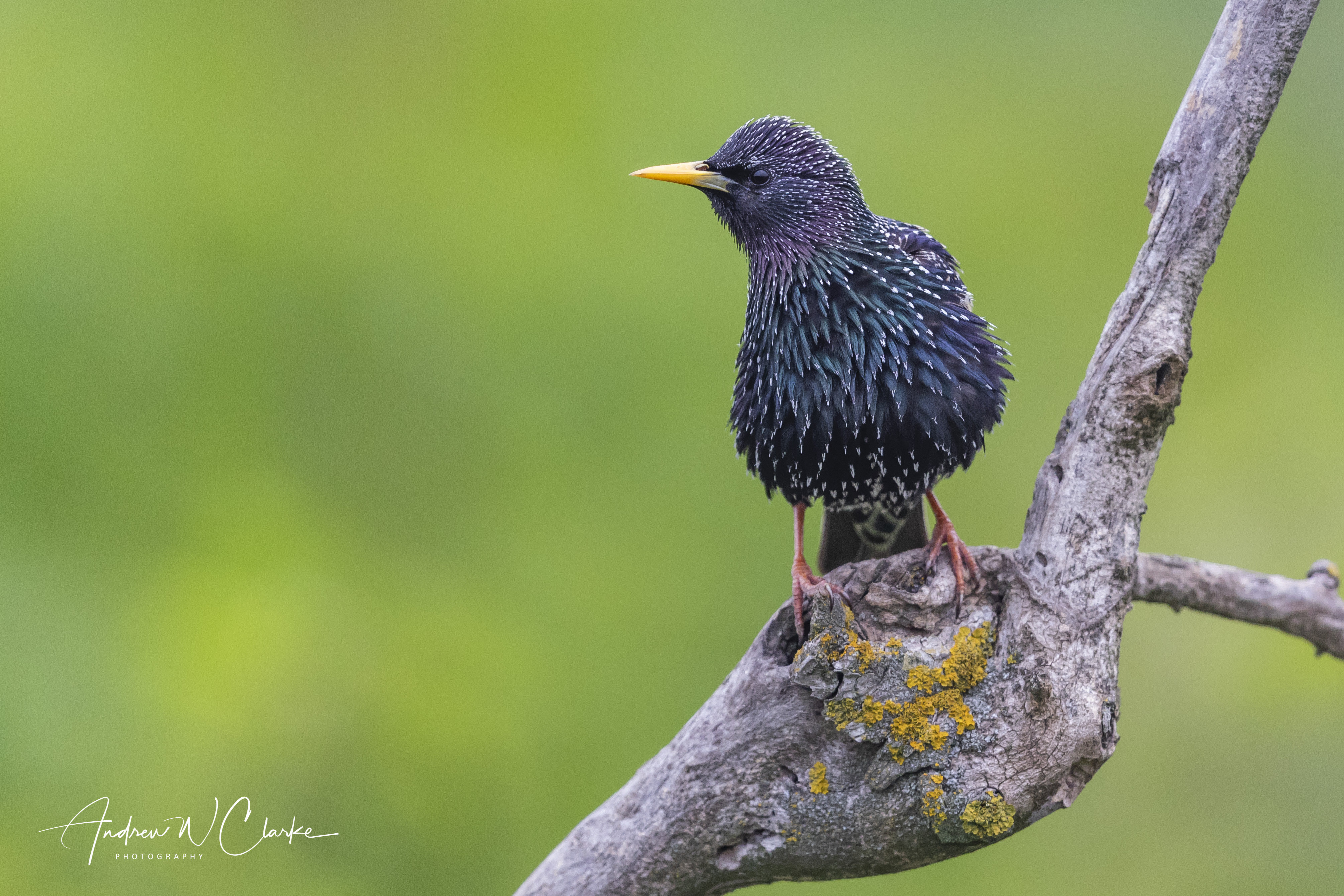 European Starling