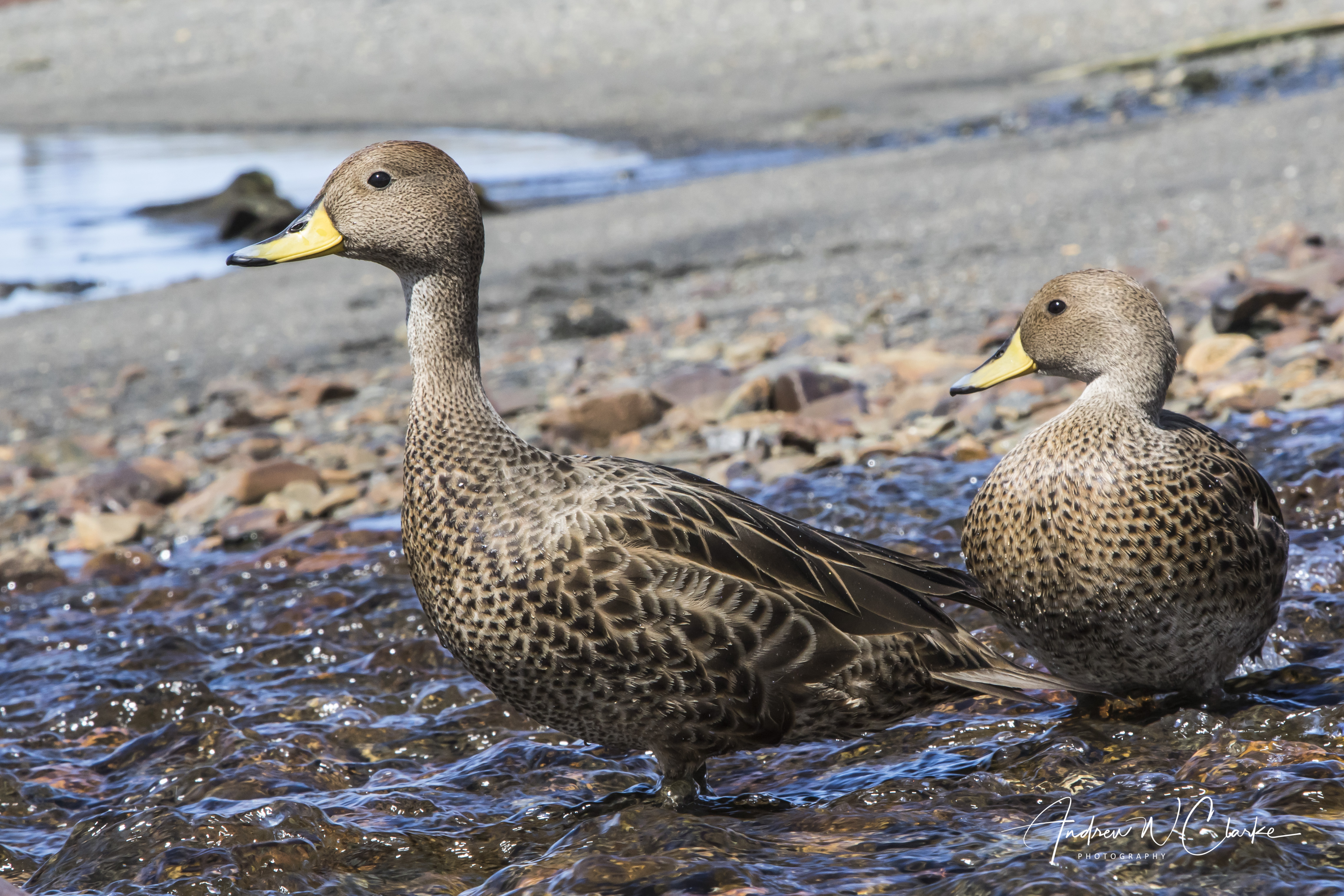 Yellow-billed (South Georgia)Pintail