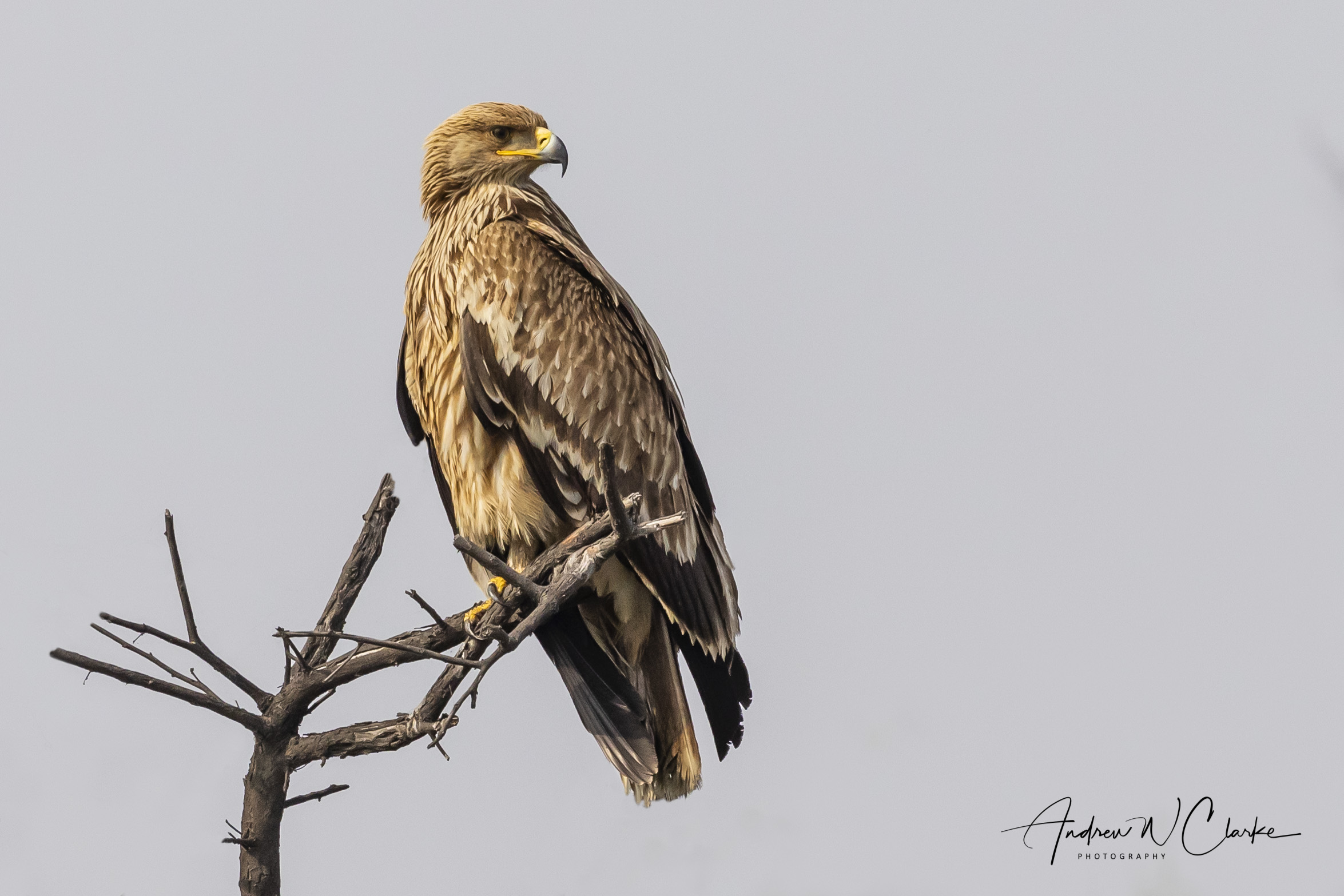 Imperial Eagle