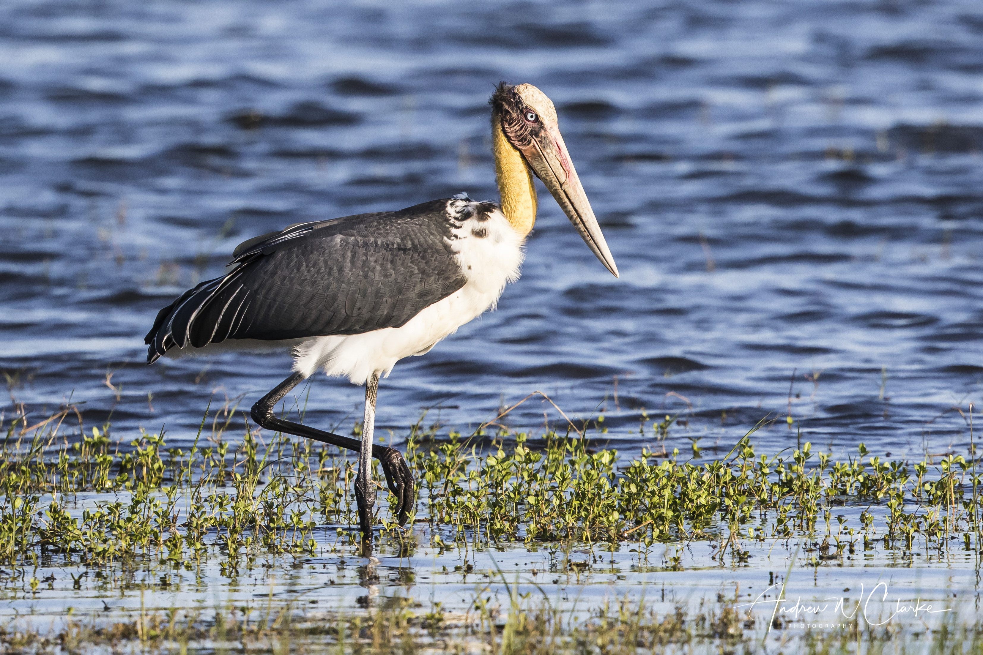 Lesser Adjutant