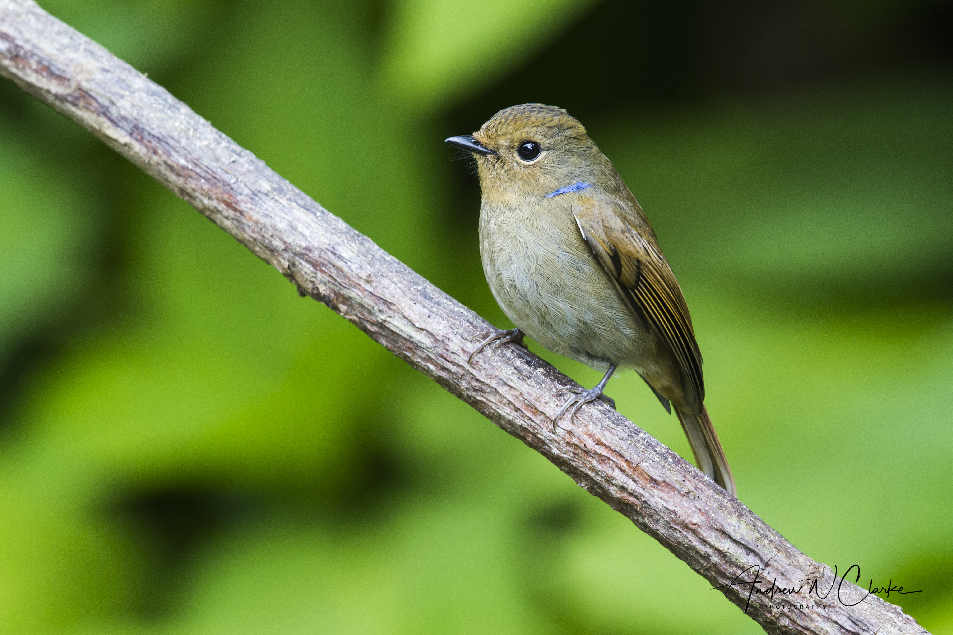Small Niltava