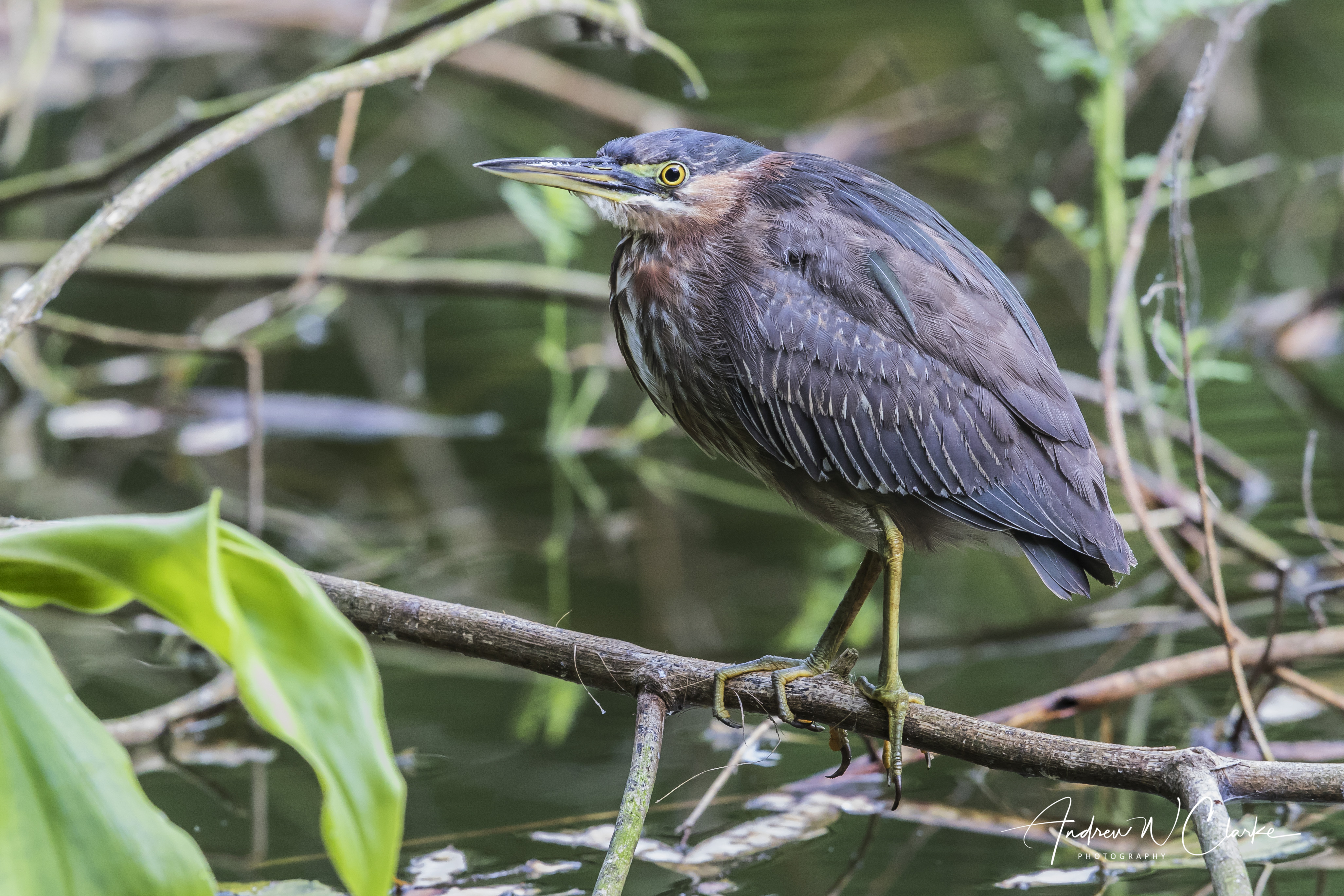 Green Heron