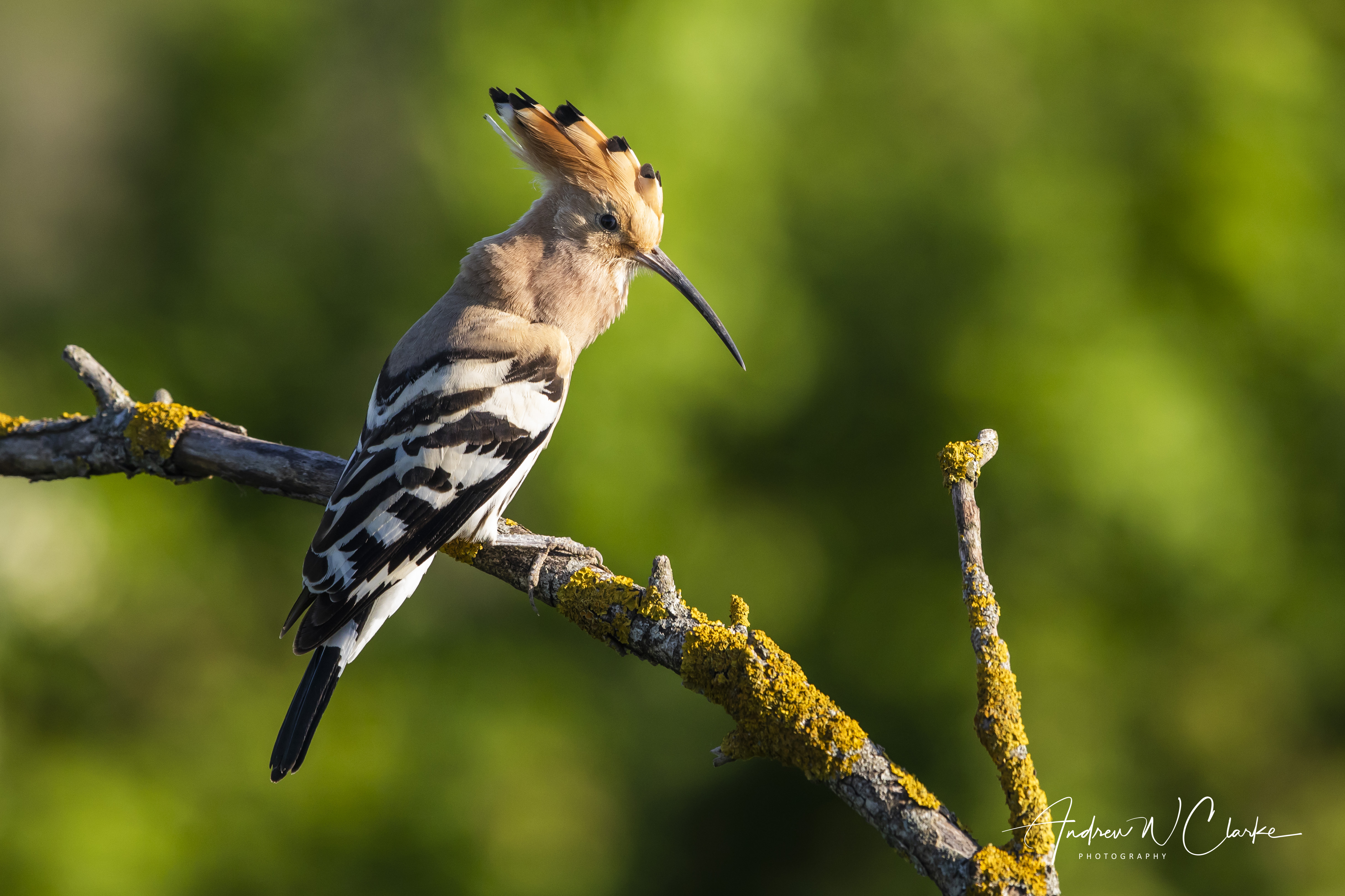 Eurasian Hoopoe