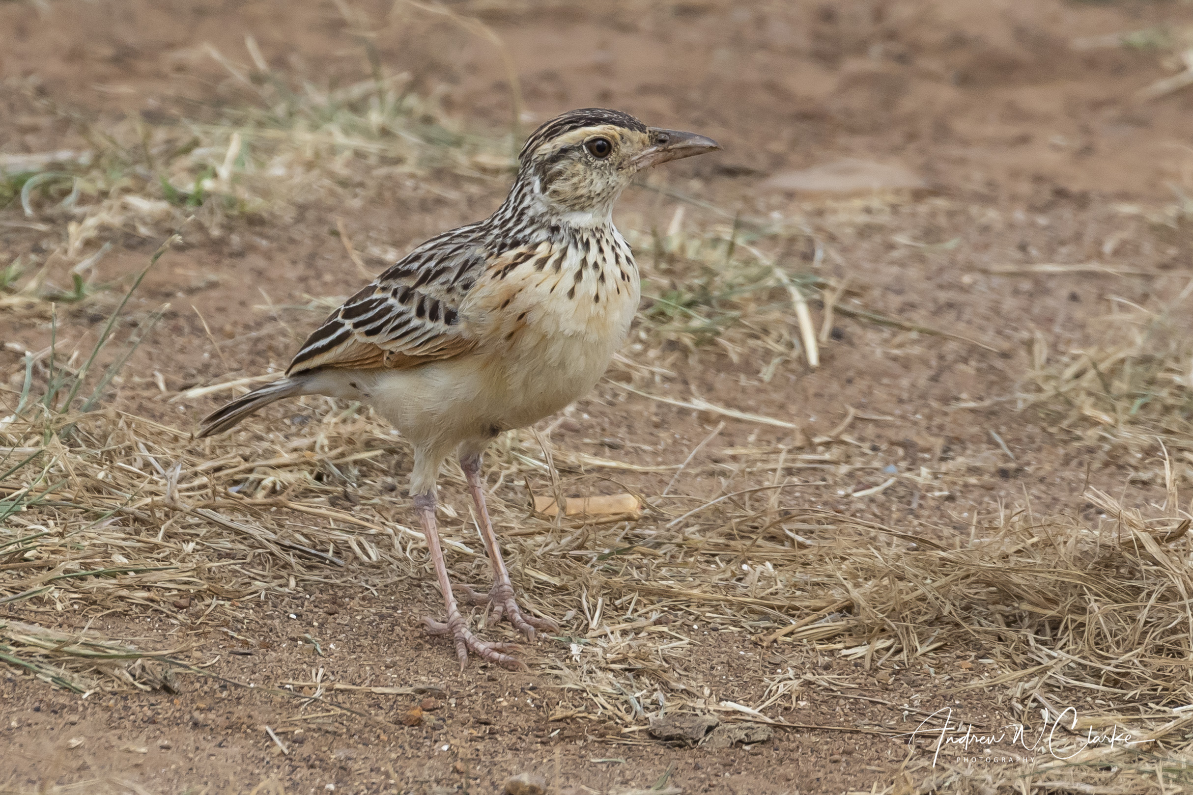 Rufous-naped Lark