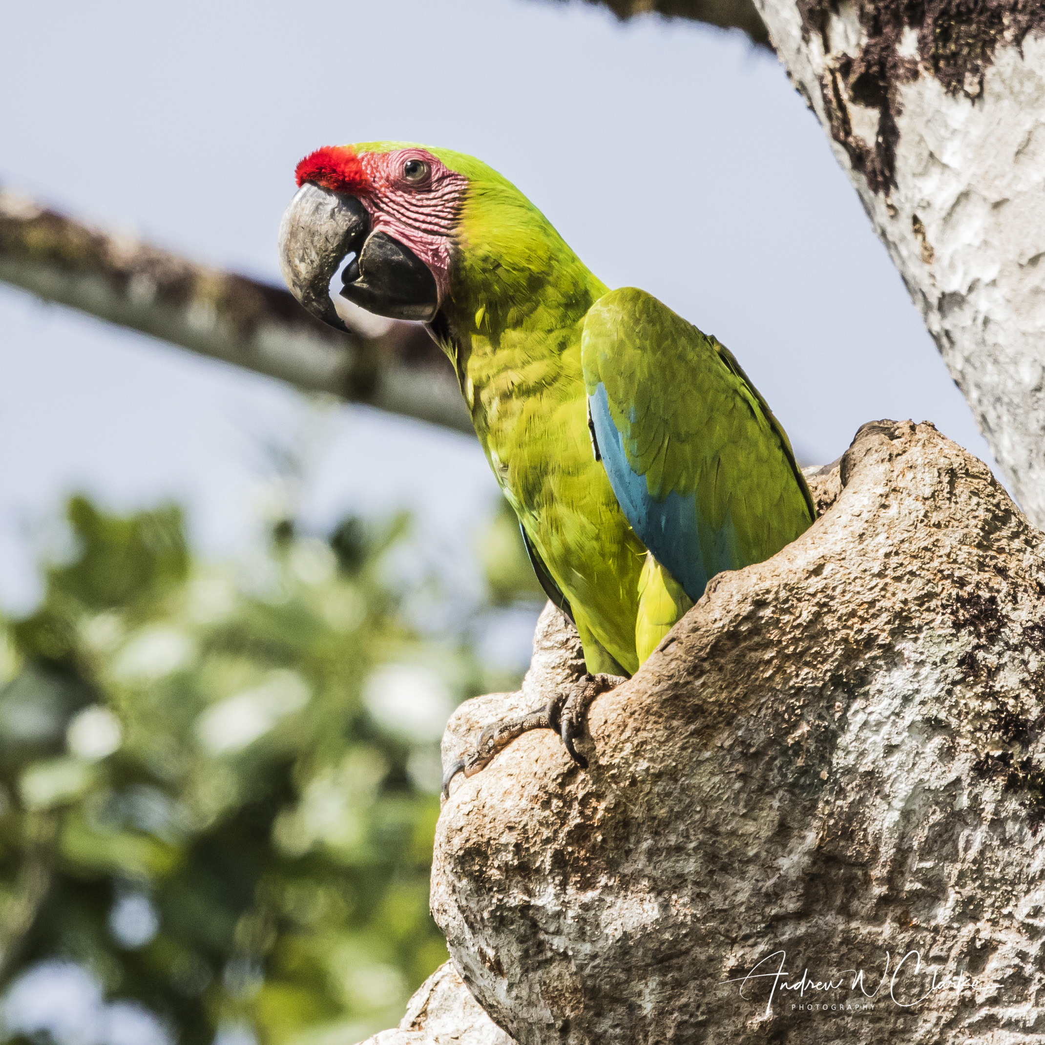 Great Green Macaw