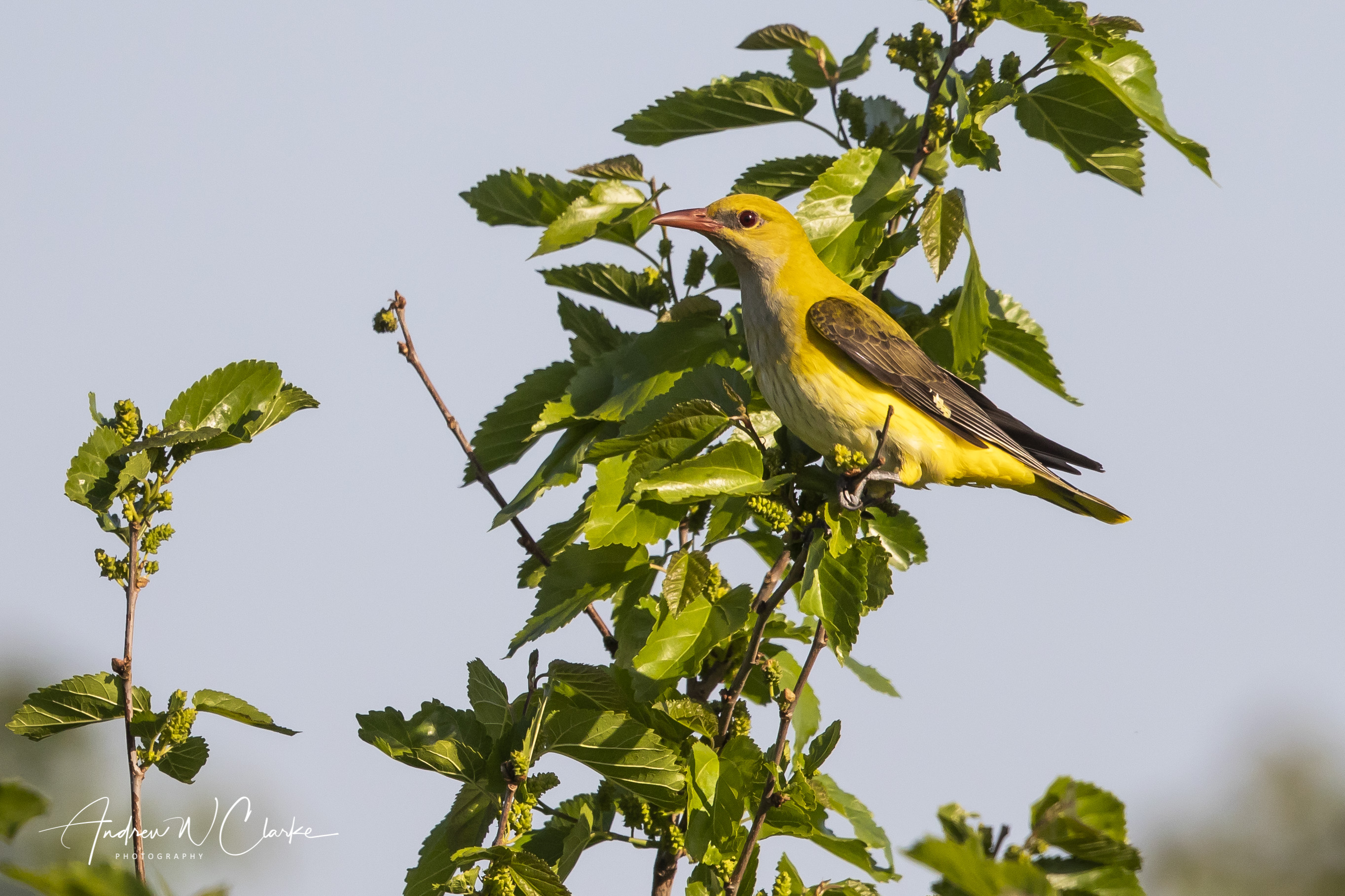 Eurasian Golden Oriole