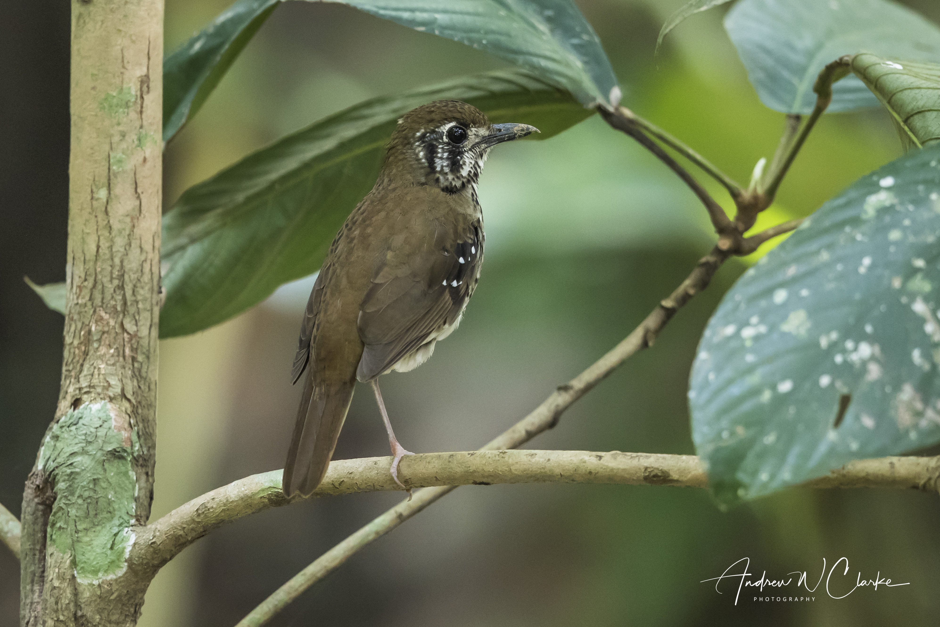 Spot-winged Thrush
