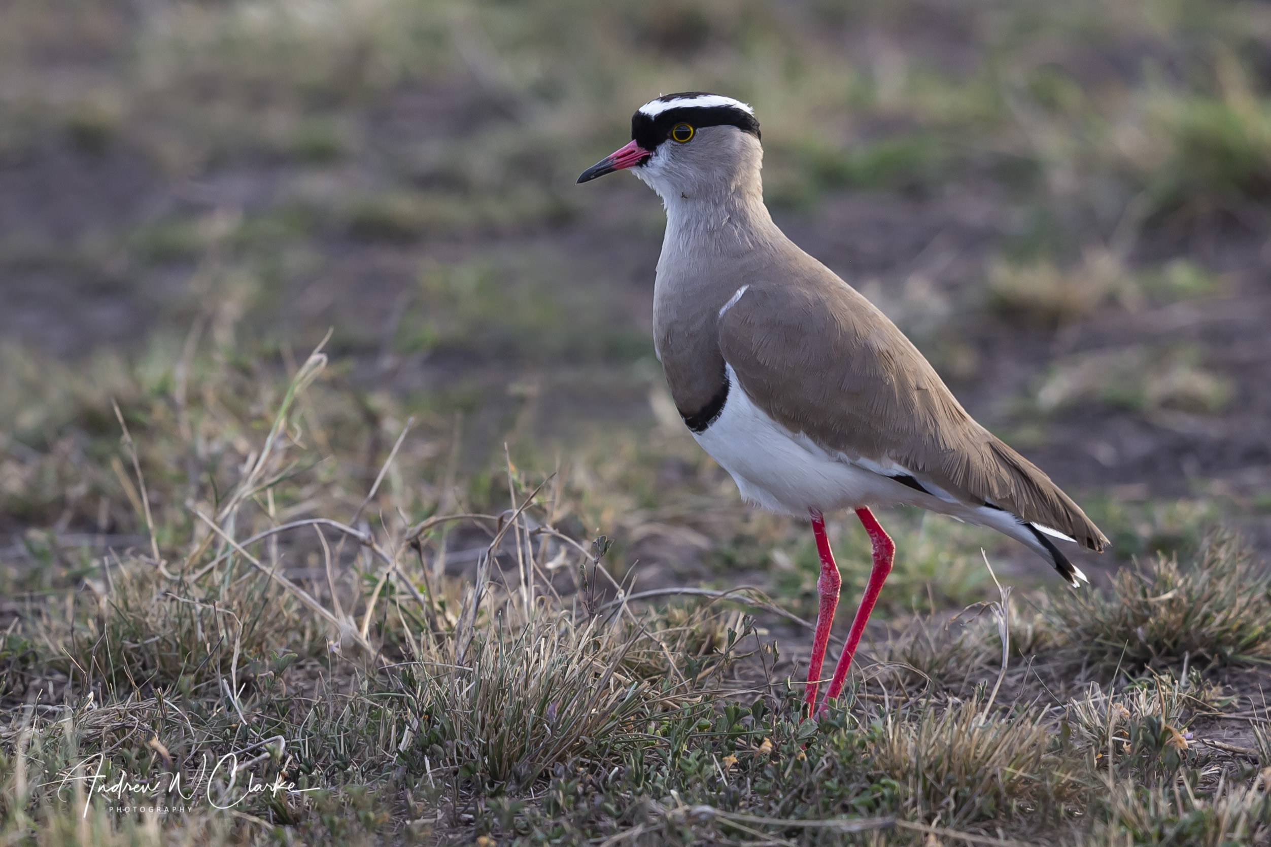 Crowned Lapwing
