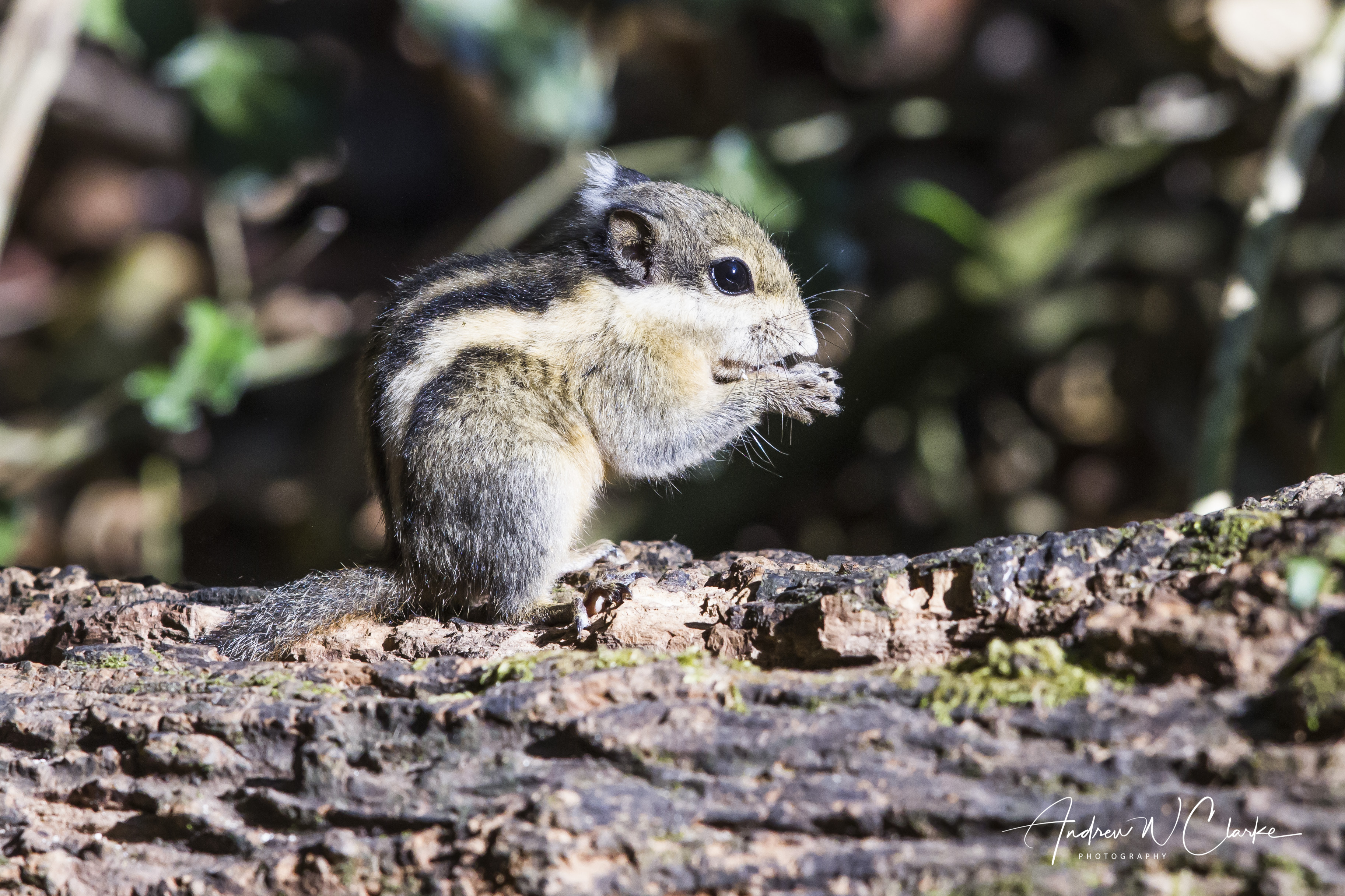 Himalayan Striped Squirrel