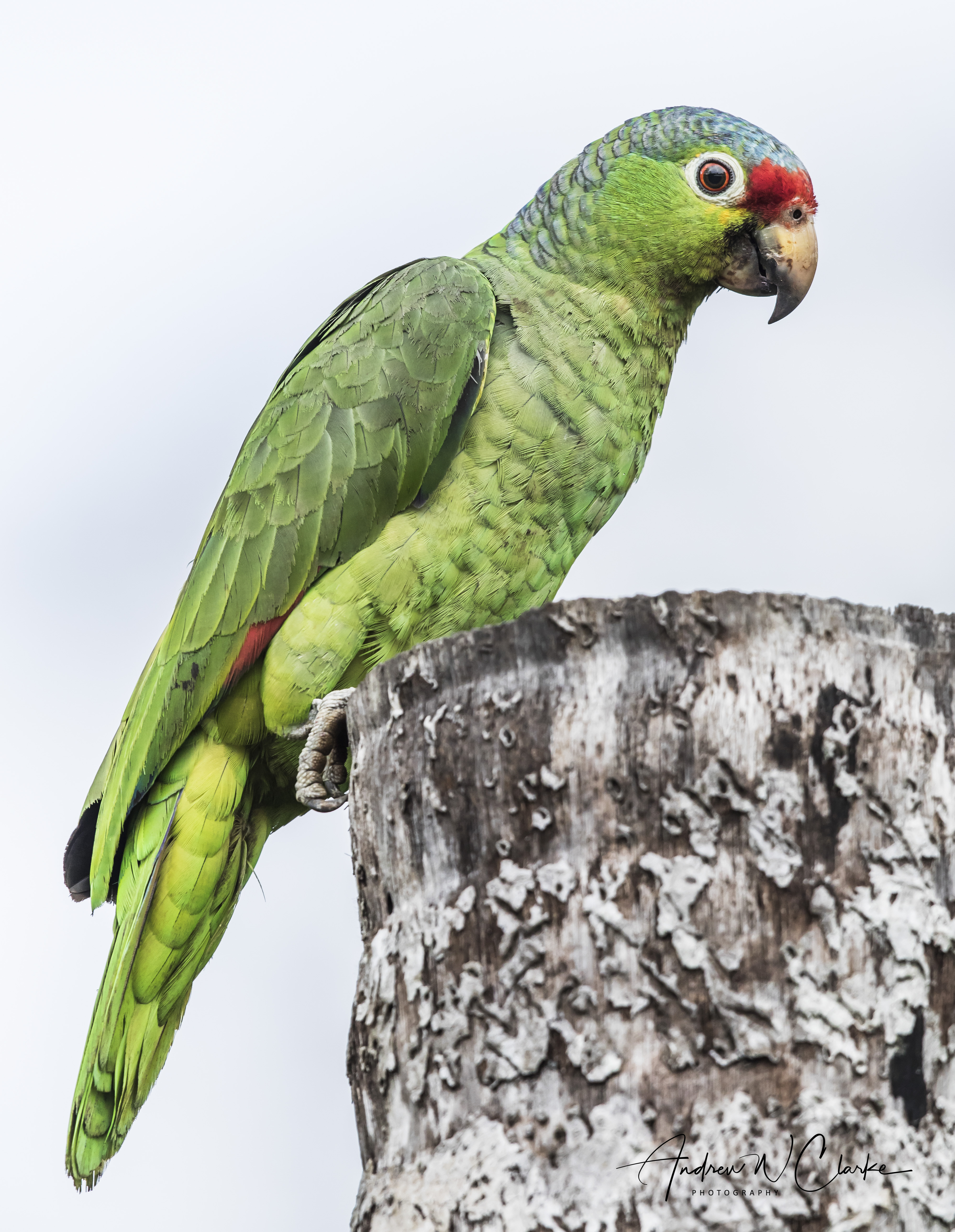 Red-lored Parrot