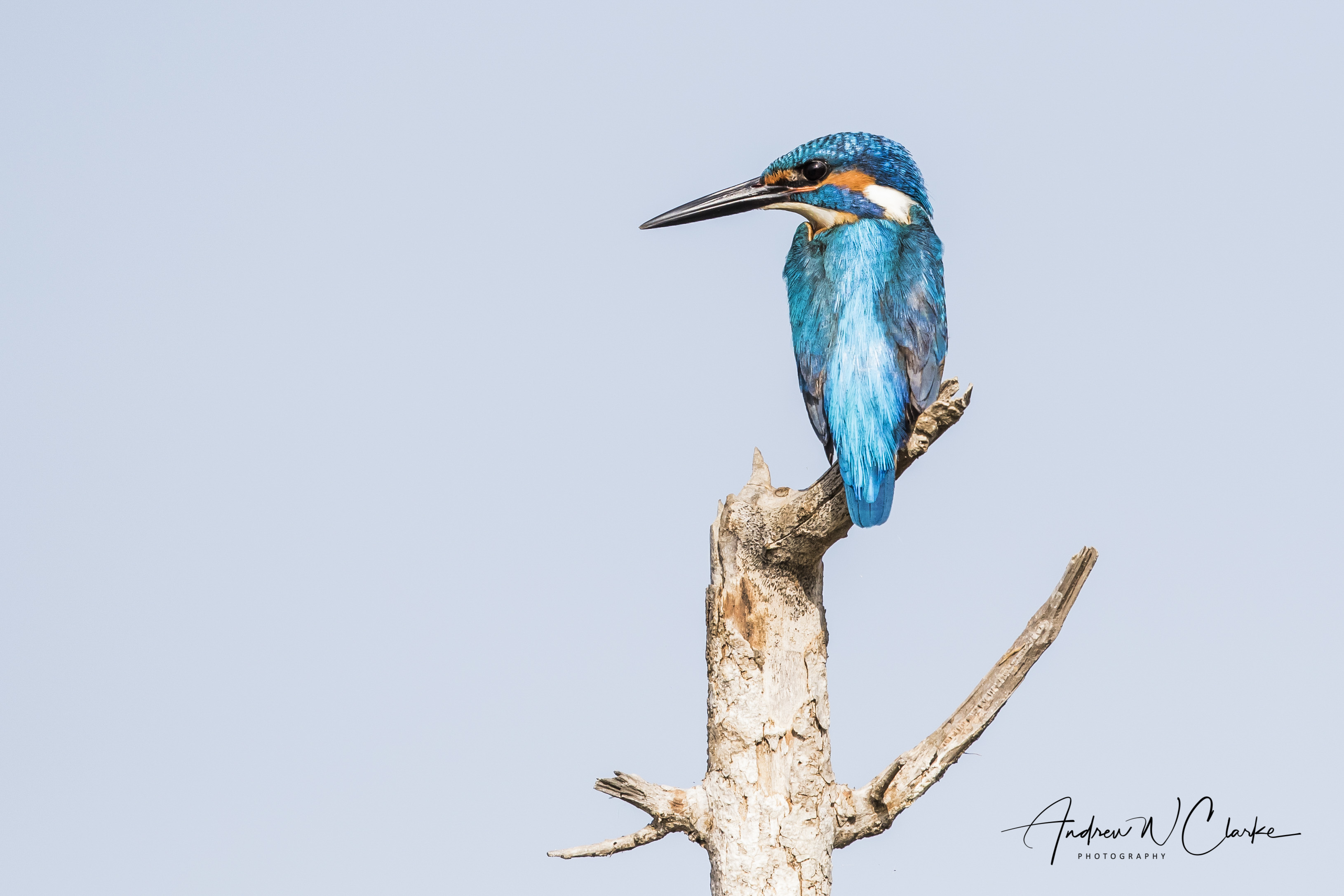 Common Kingfisher