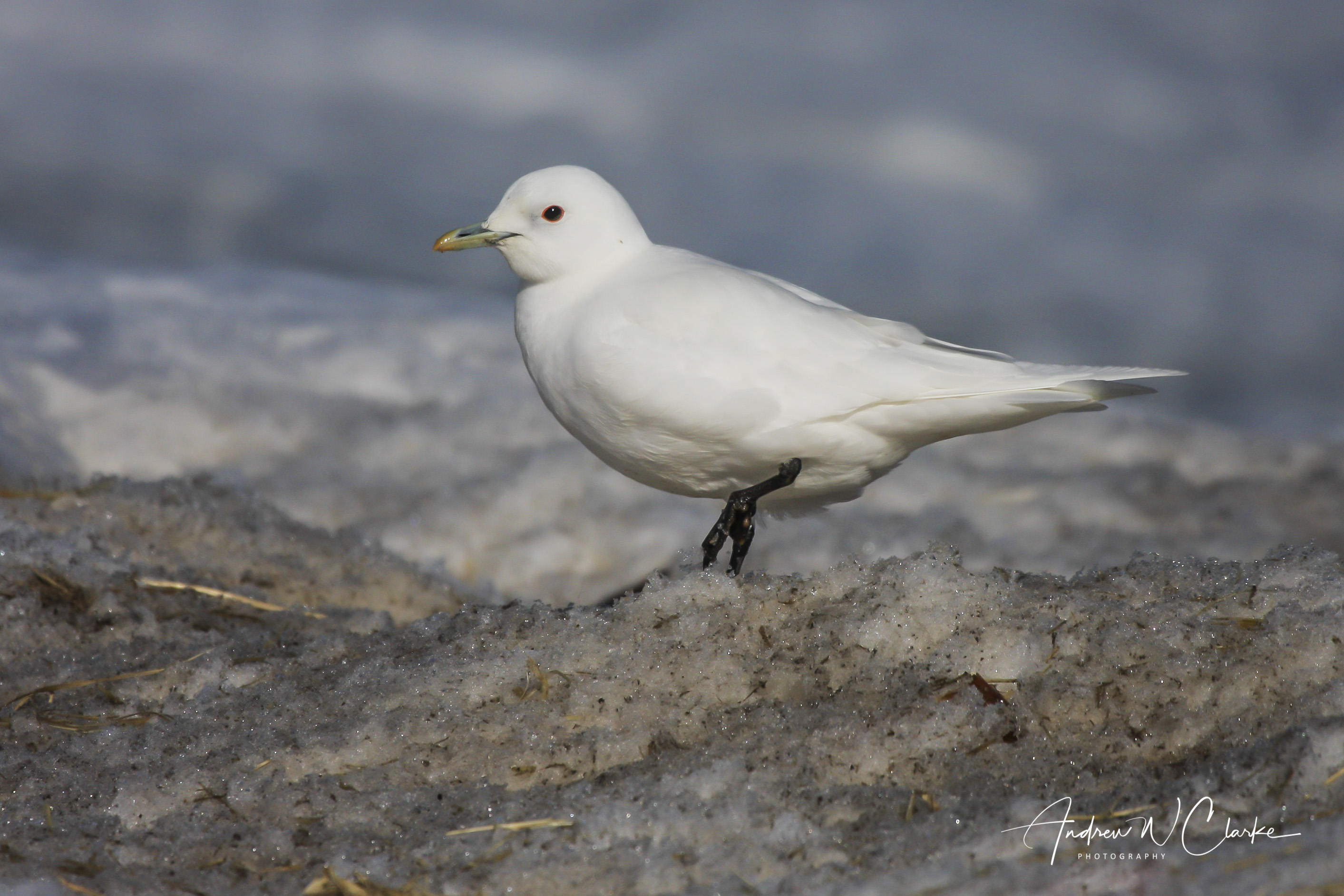 Ivory Gull / Ismåke