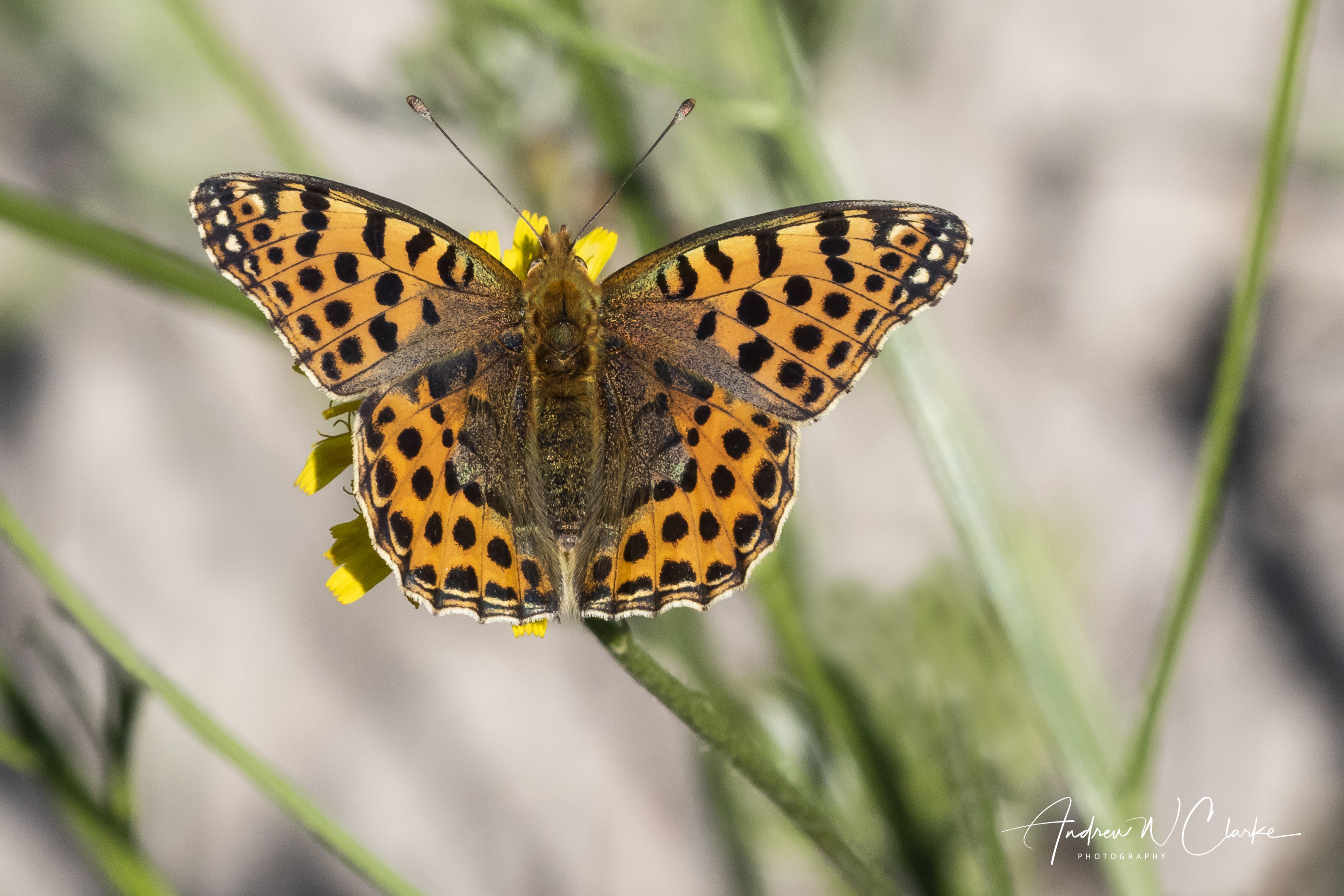 Queen of Spain Fritillary