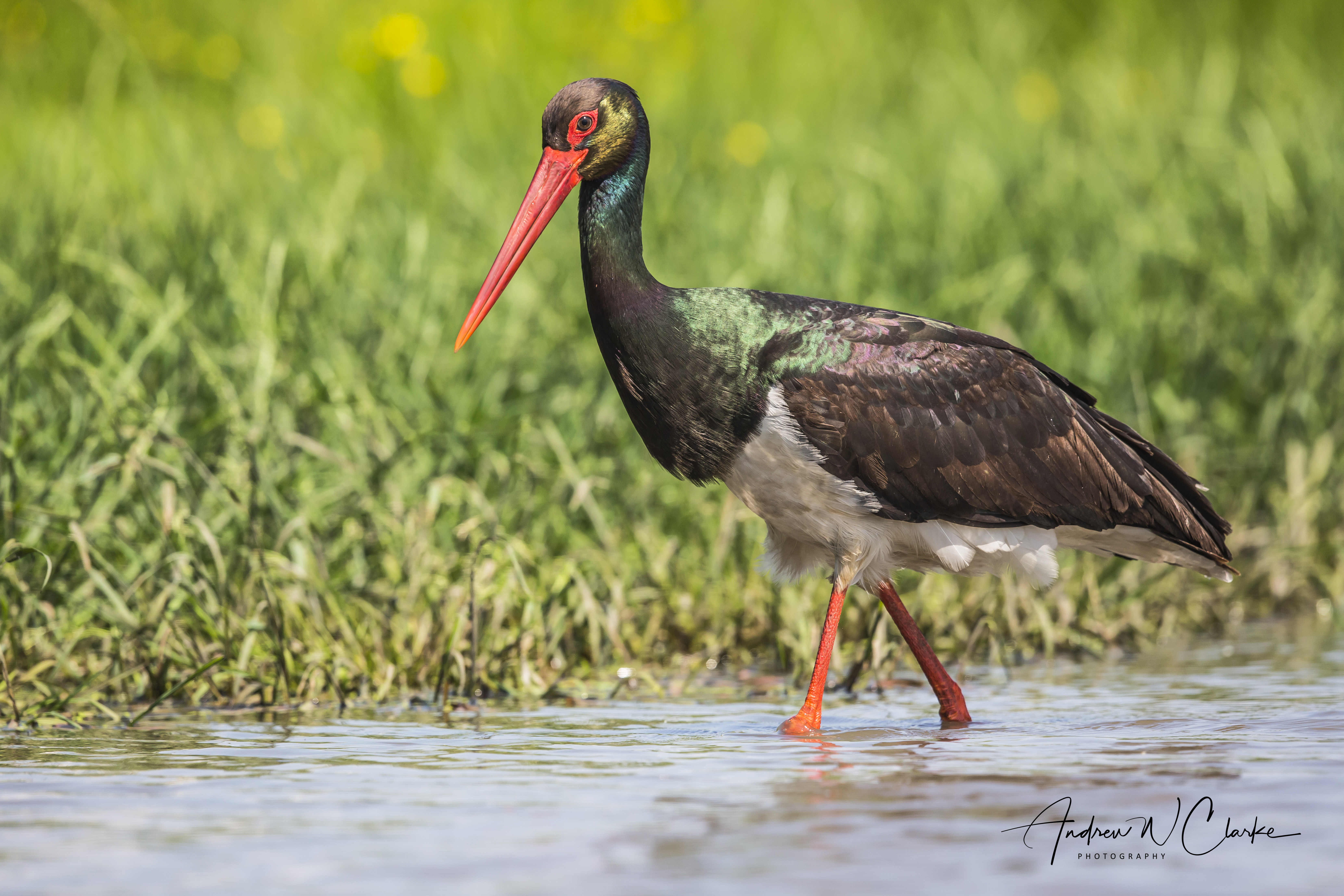 Black Stork