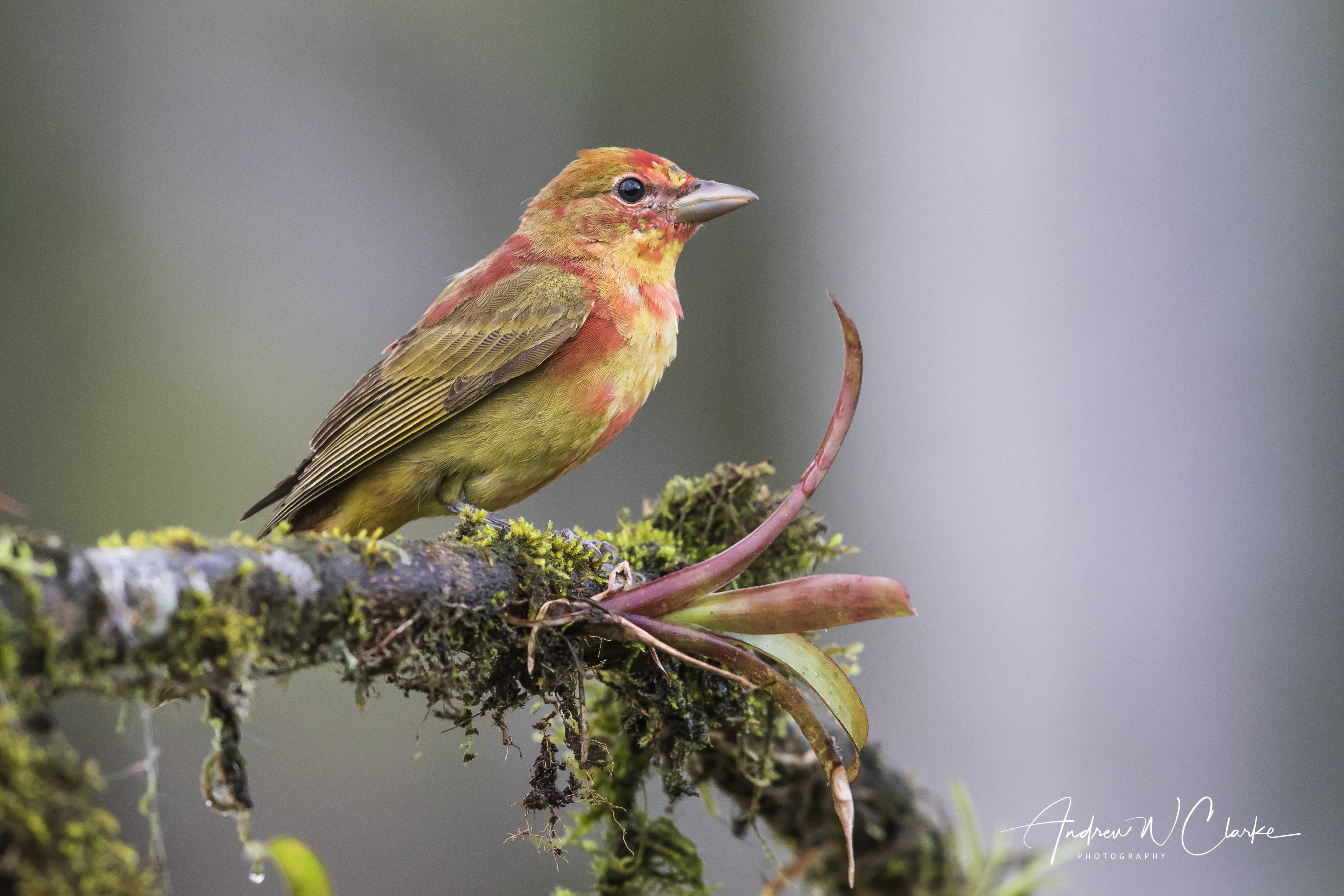 Summer Tanager