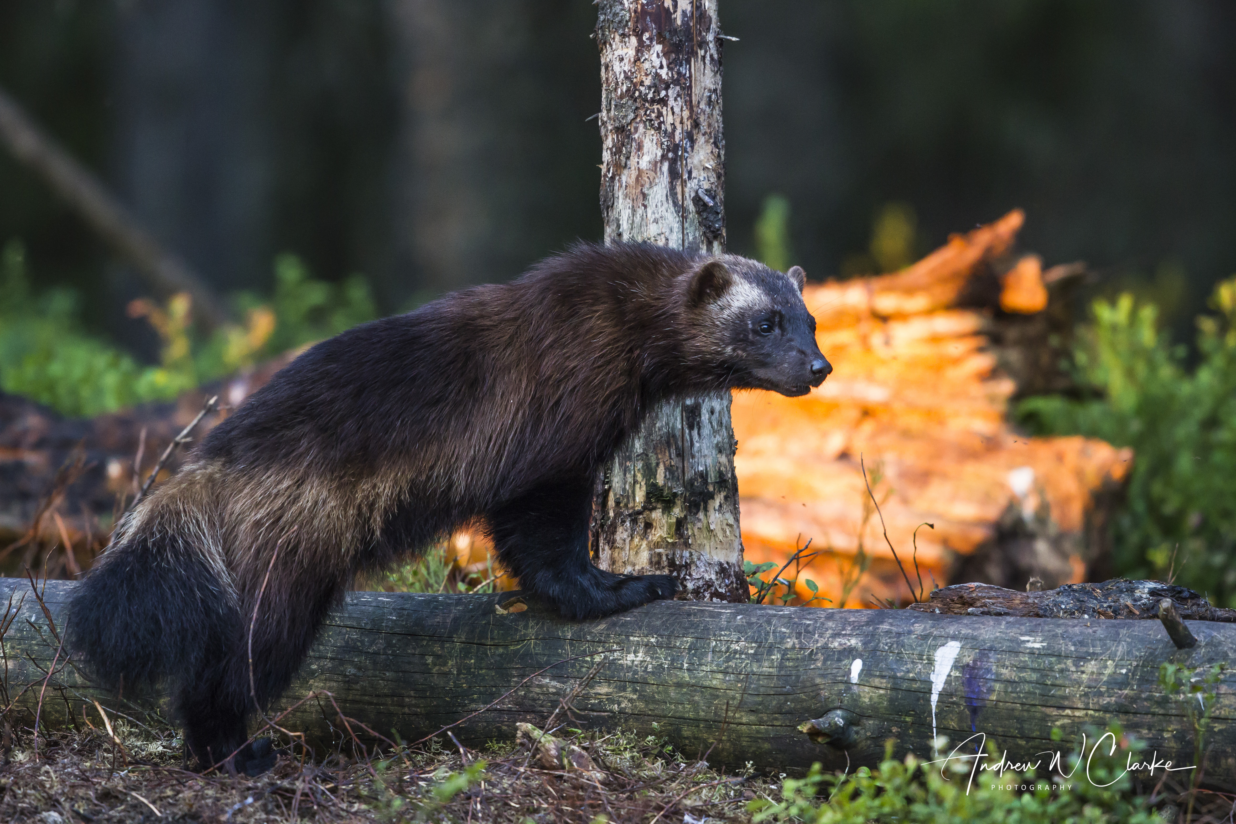 Wolverine