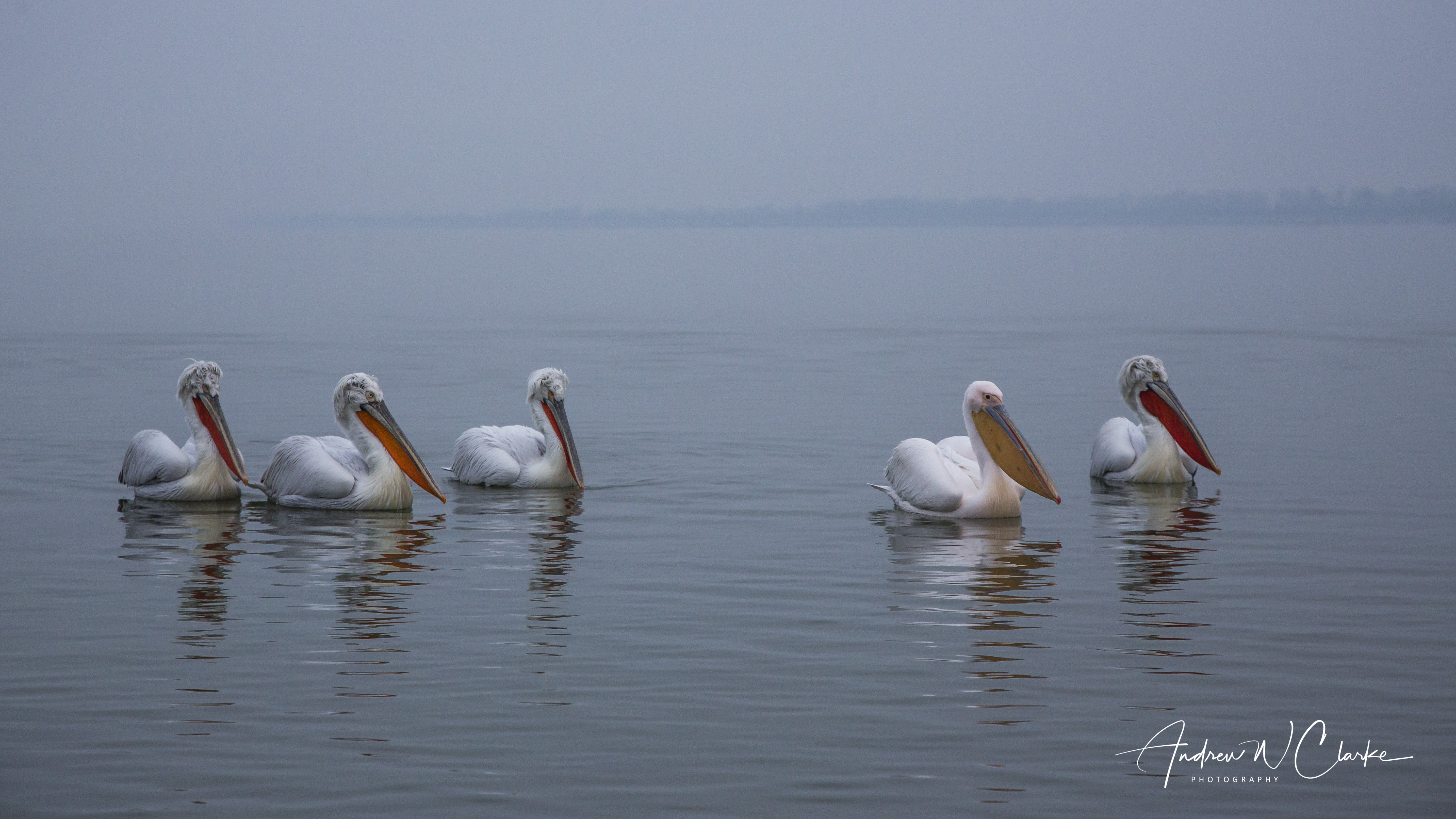 Dalmatian and Great White Pelican