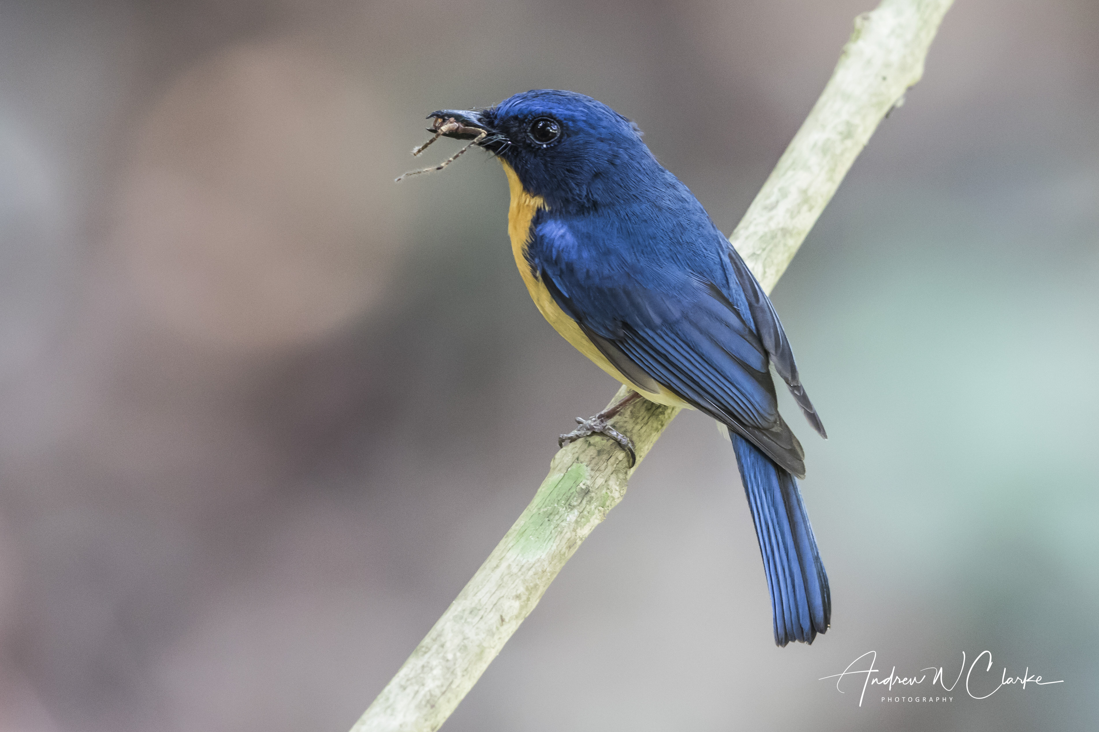 Tickell's Blue-Flycatcher