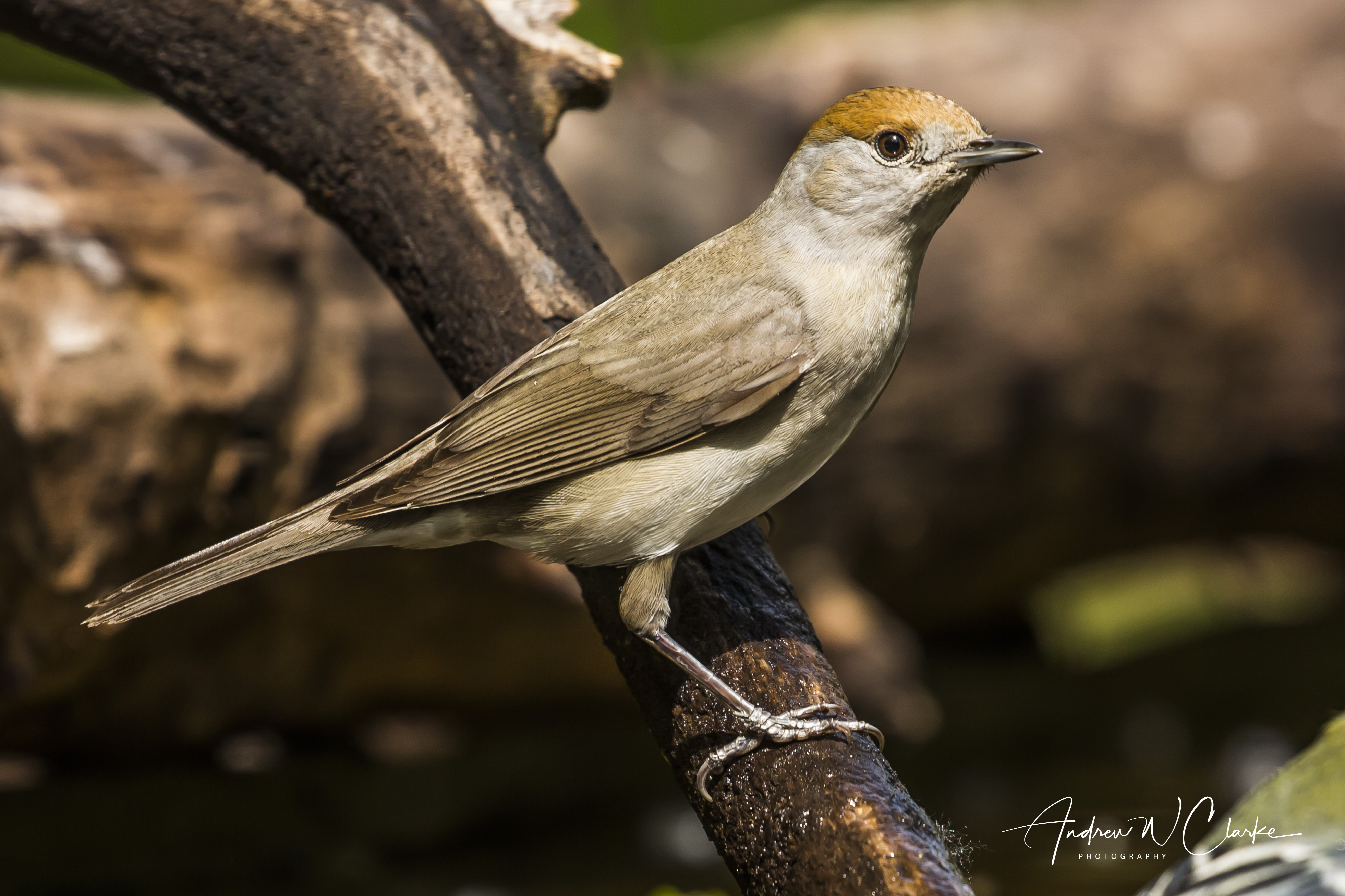 Eurasian Blackcap