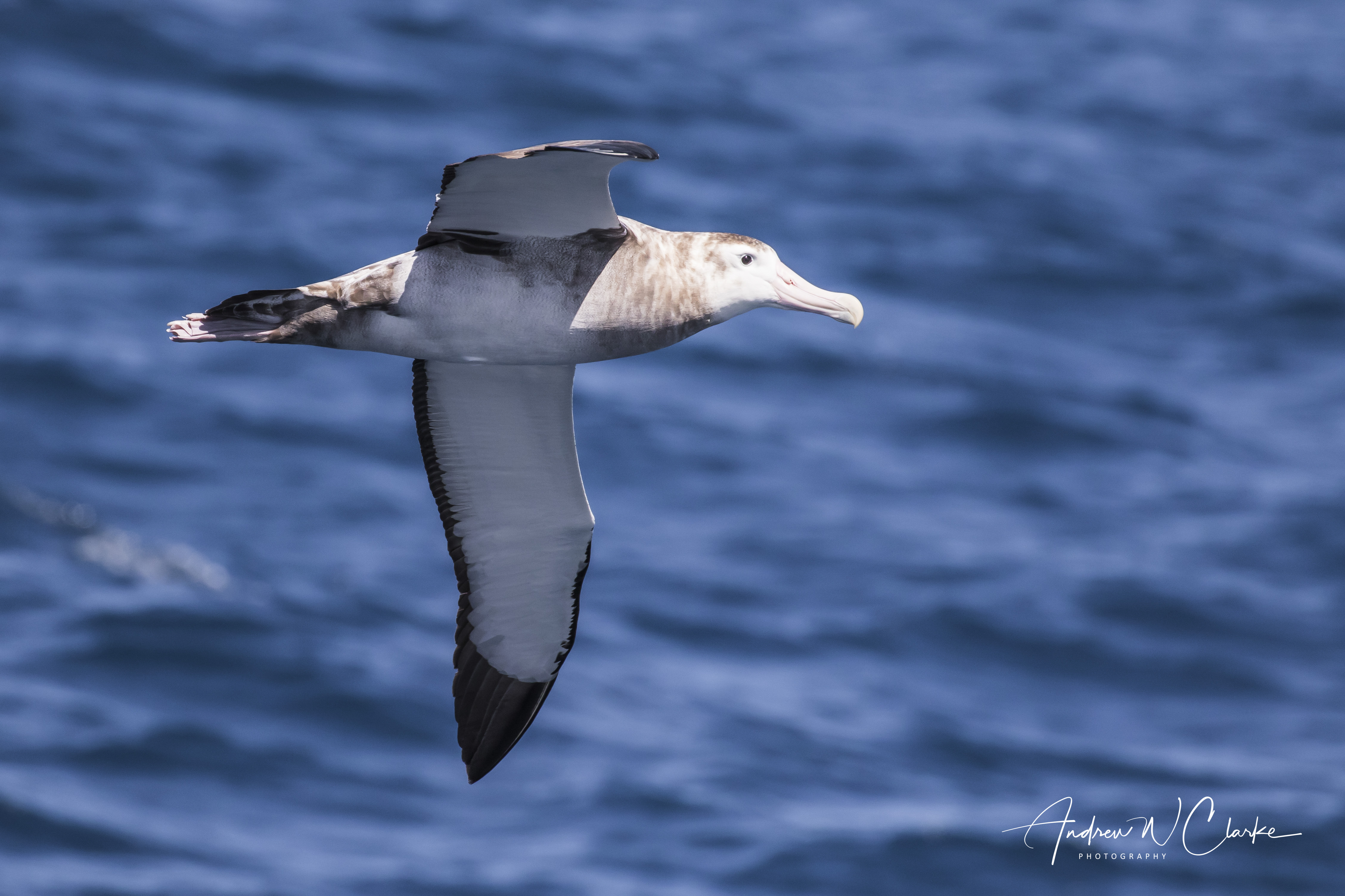 (Snowy) Wandering Albatross