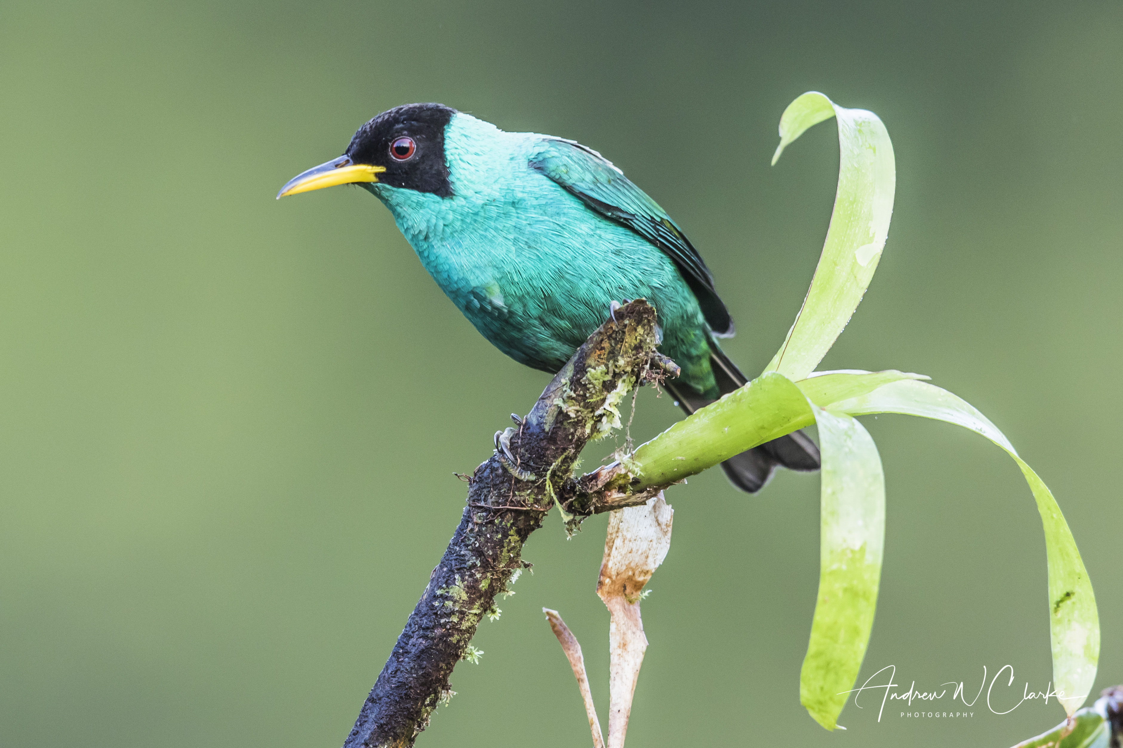Green Honeycreeper