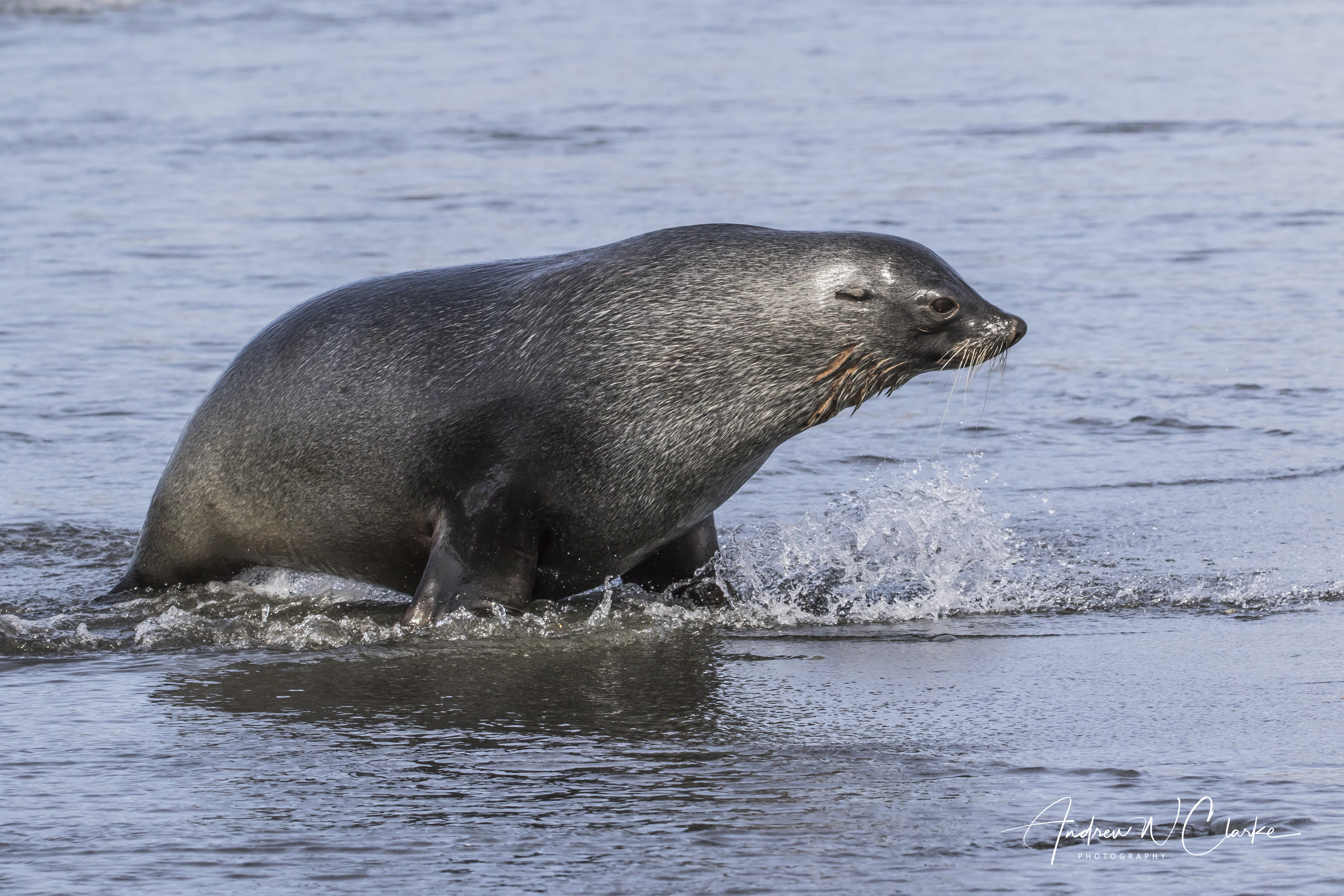 Antarctic Fur Seal