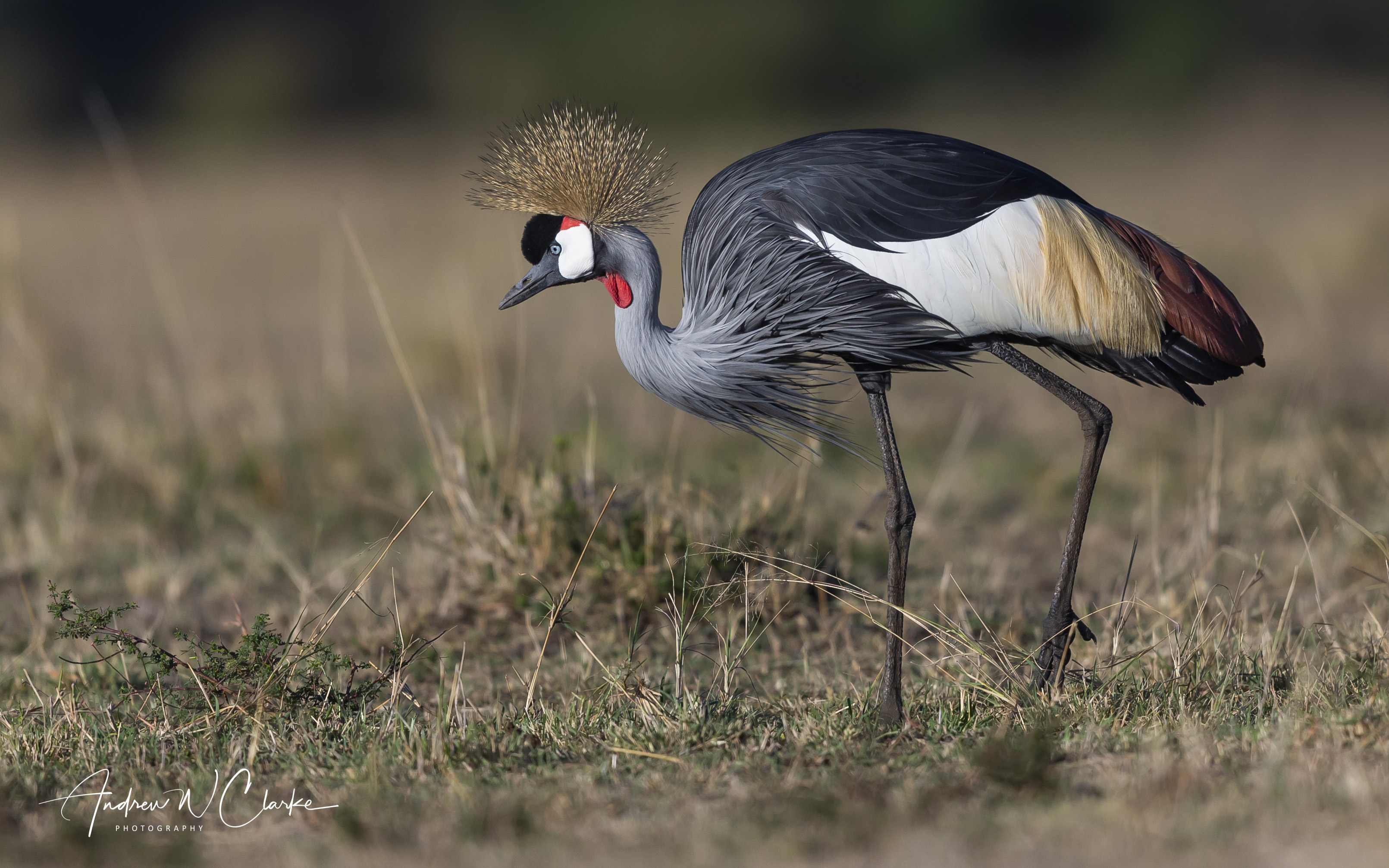 Gray Crowned-Crane