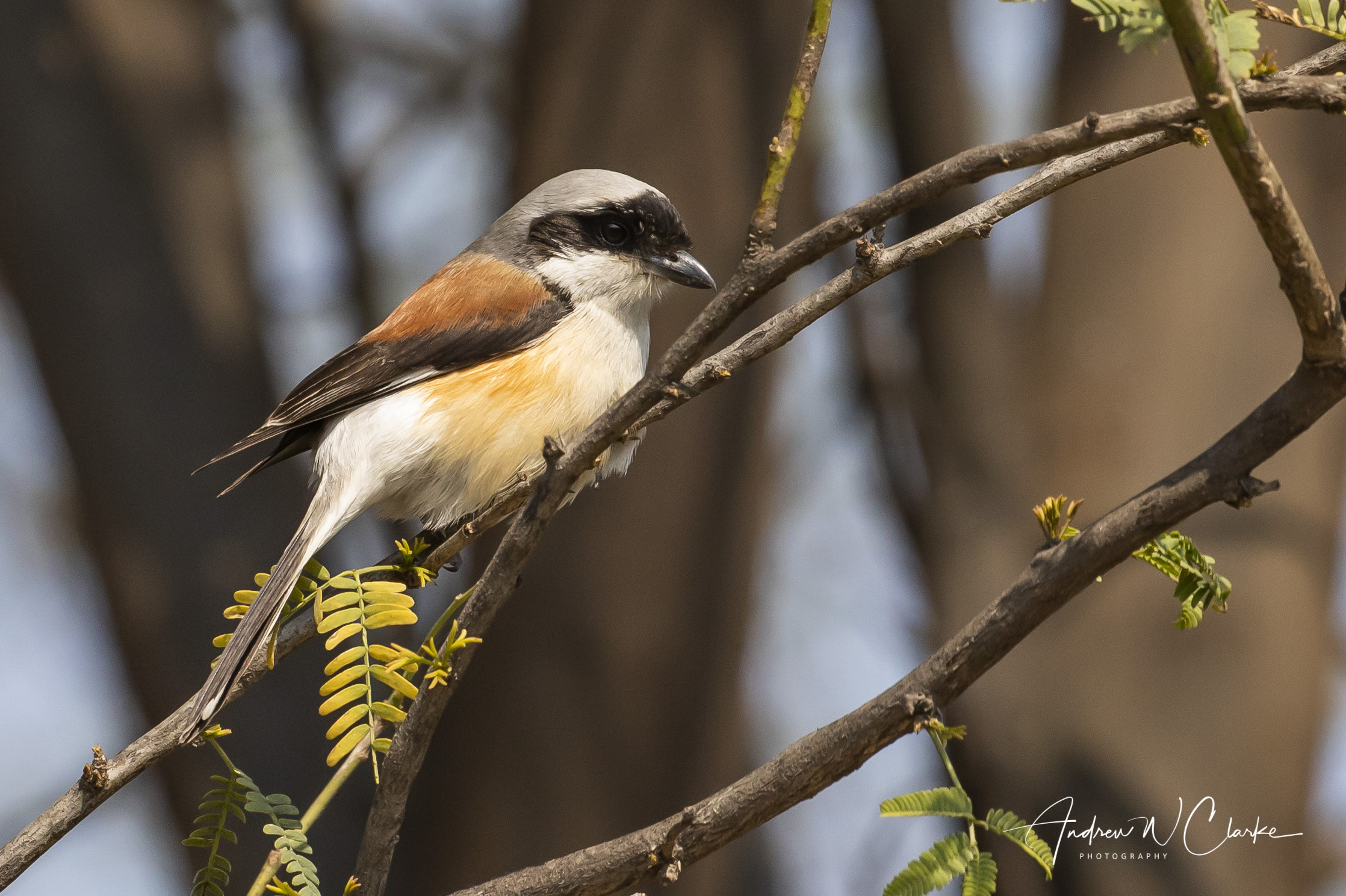 Bay-backed Shrike