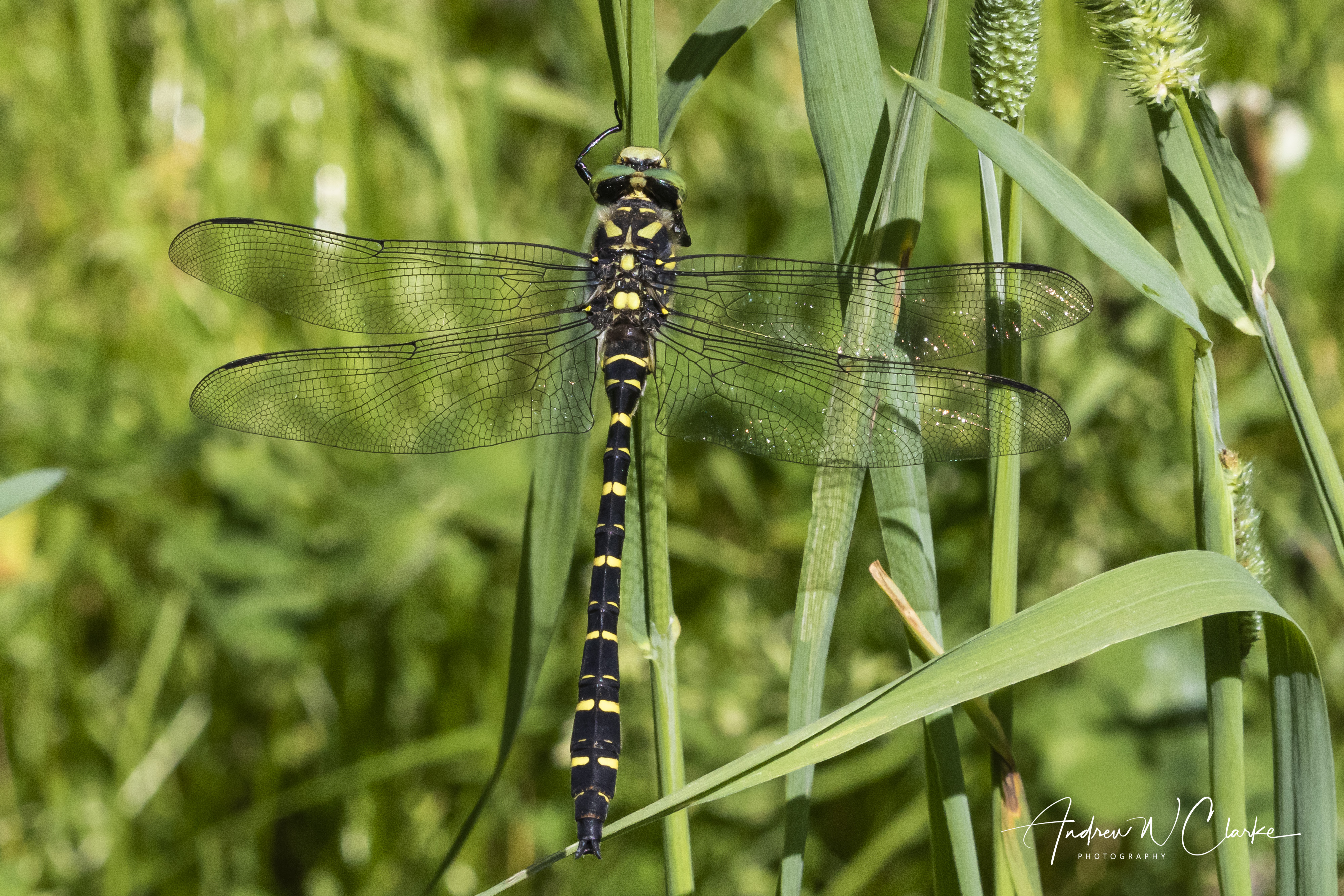 Common Goldenring