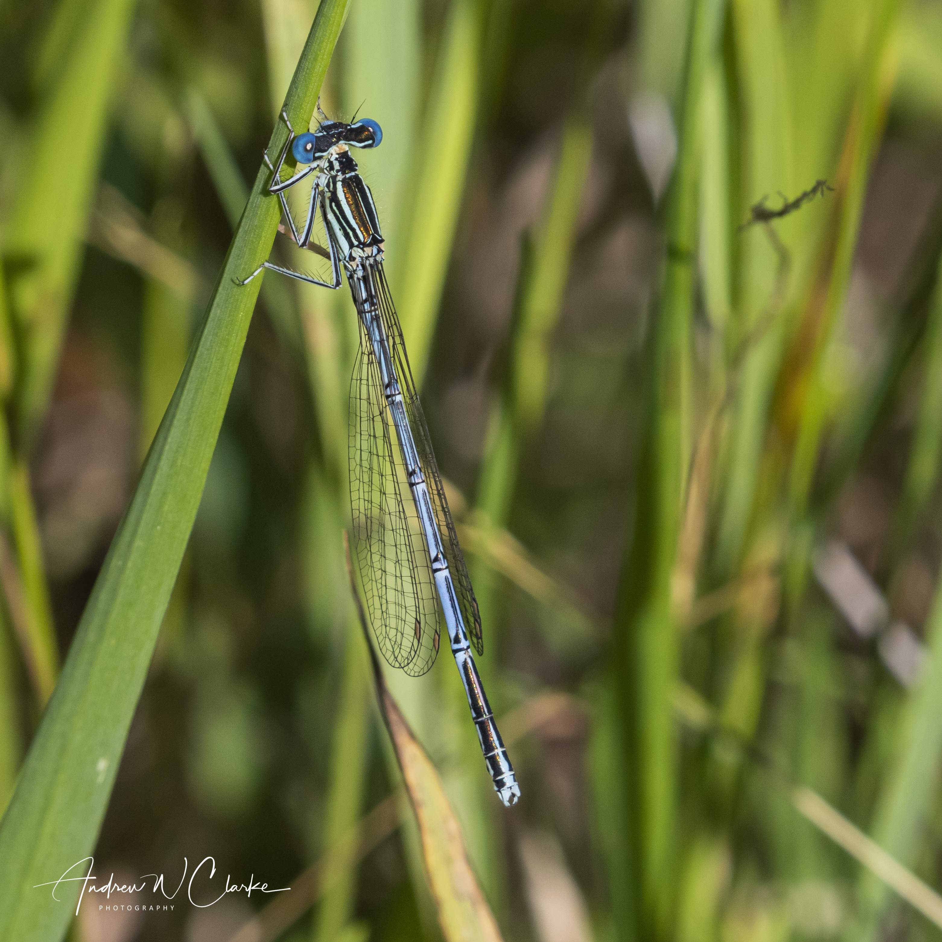 Blue Featherleg