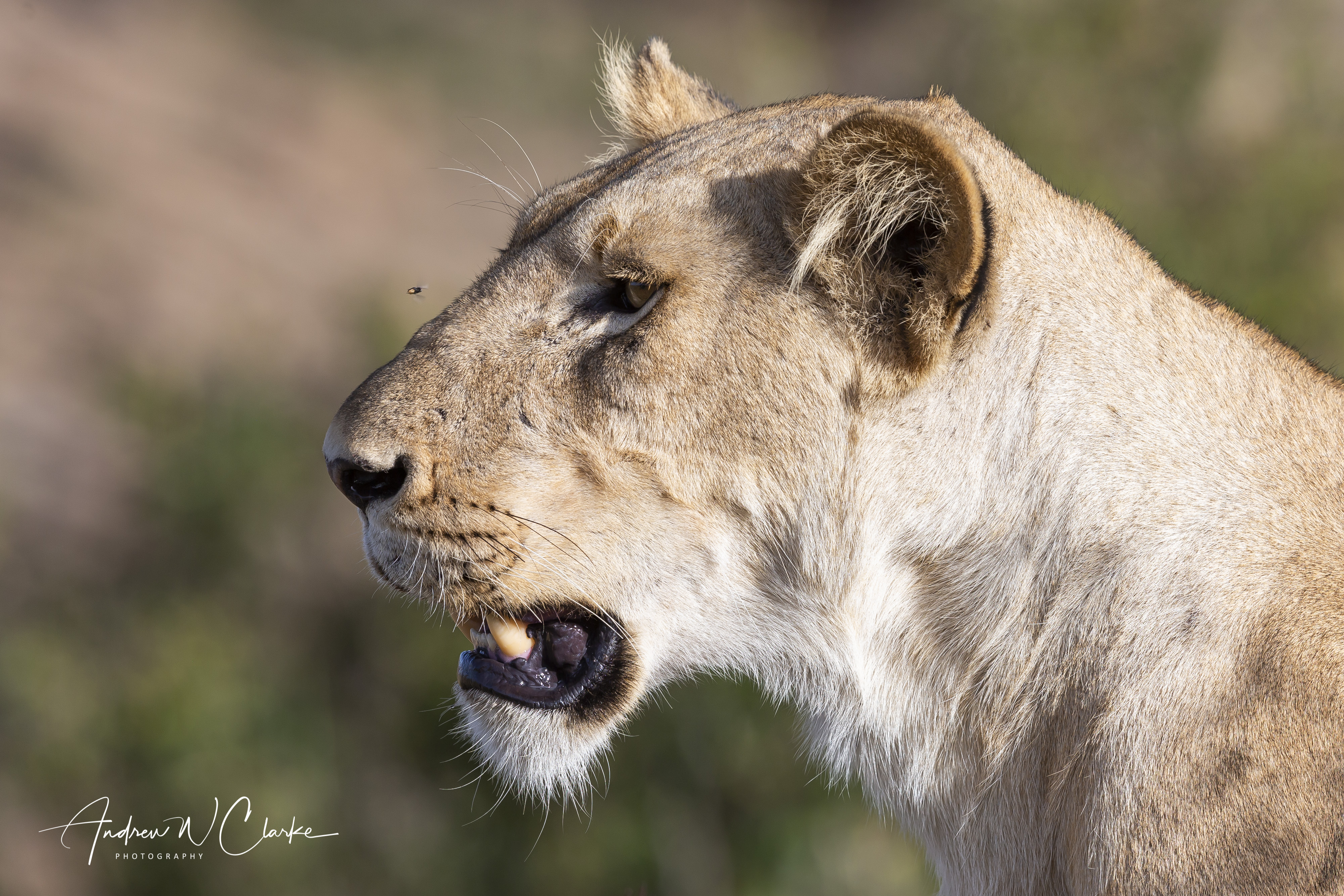 Lion